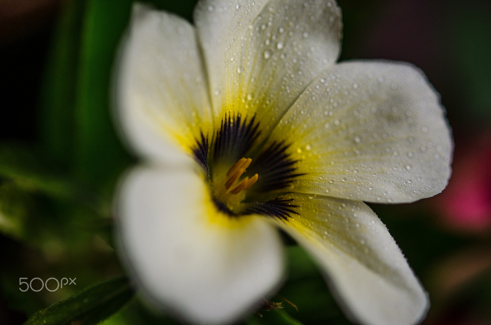 Nikon AF-S Micro-Nikkor 60mm F2.8G ED sample photo. Dsc photography