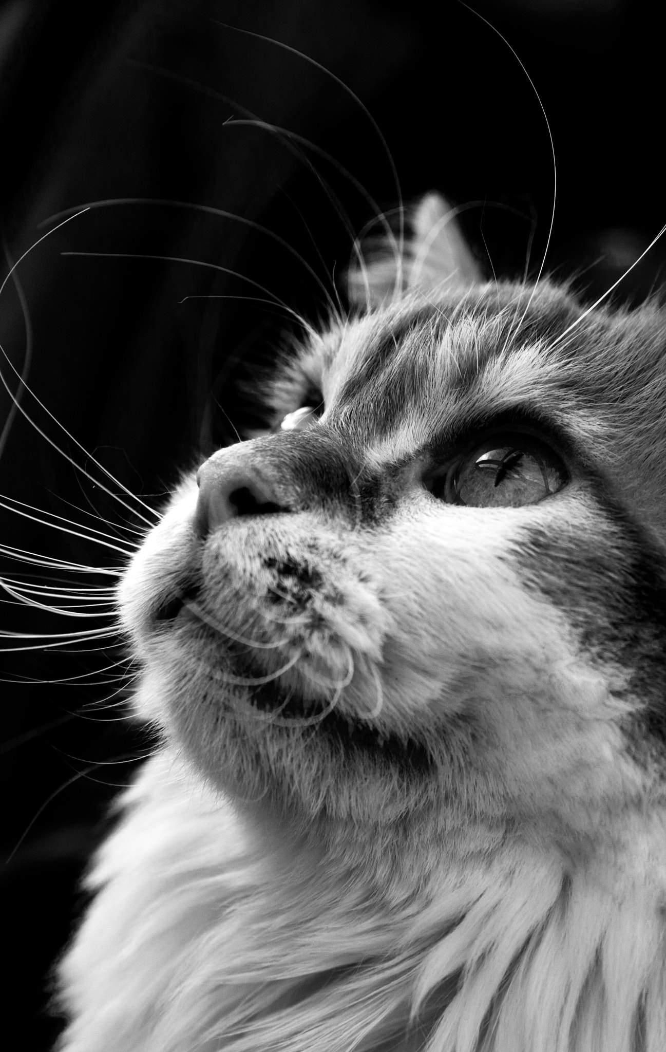 Canon EF 24-70mm F2.8L II USM sample photo. Gaze photography