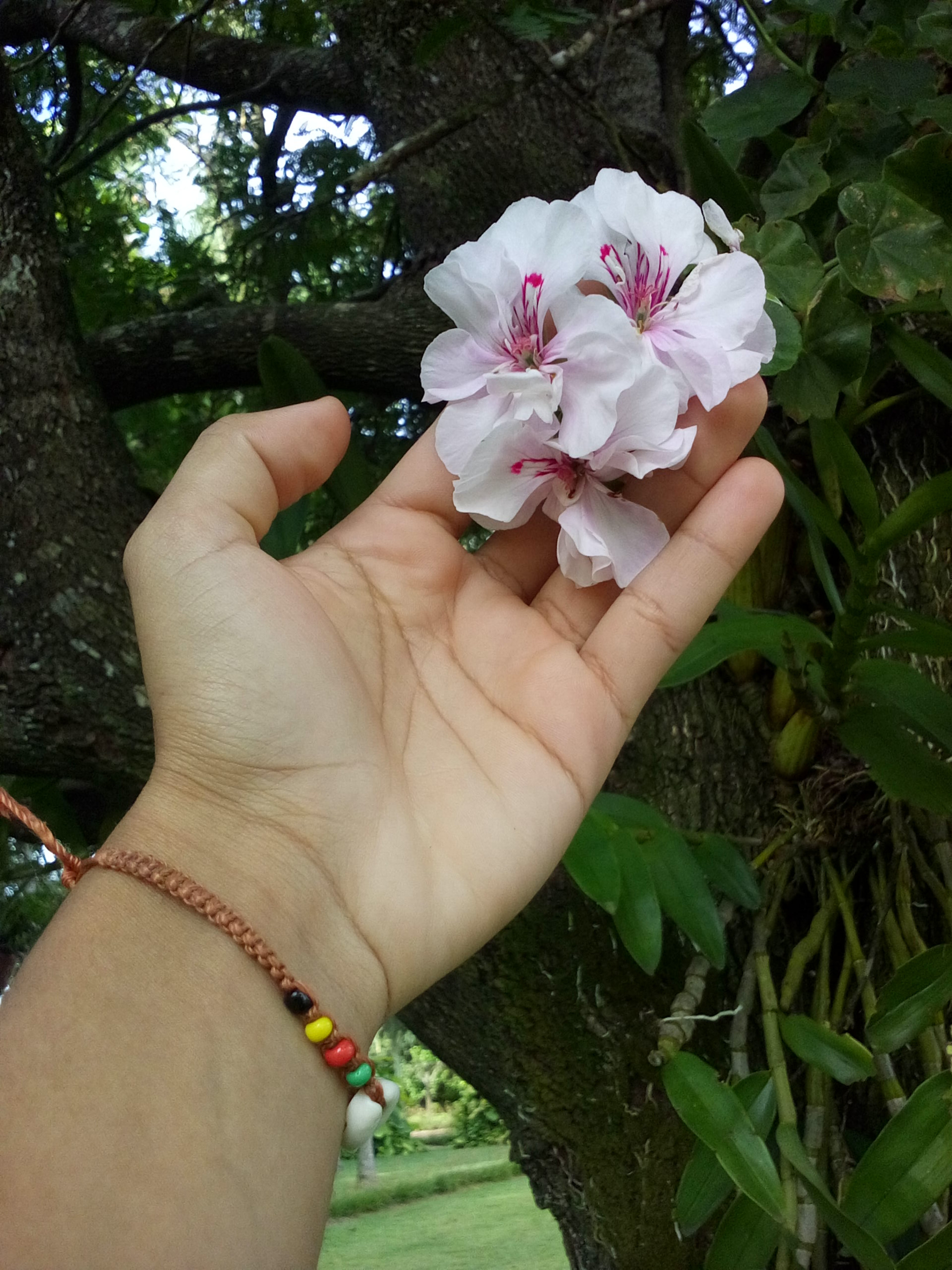 LG H326TV sample photo. Flowers  photography