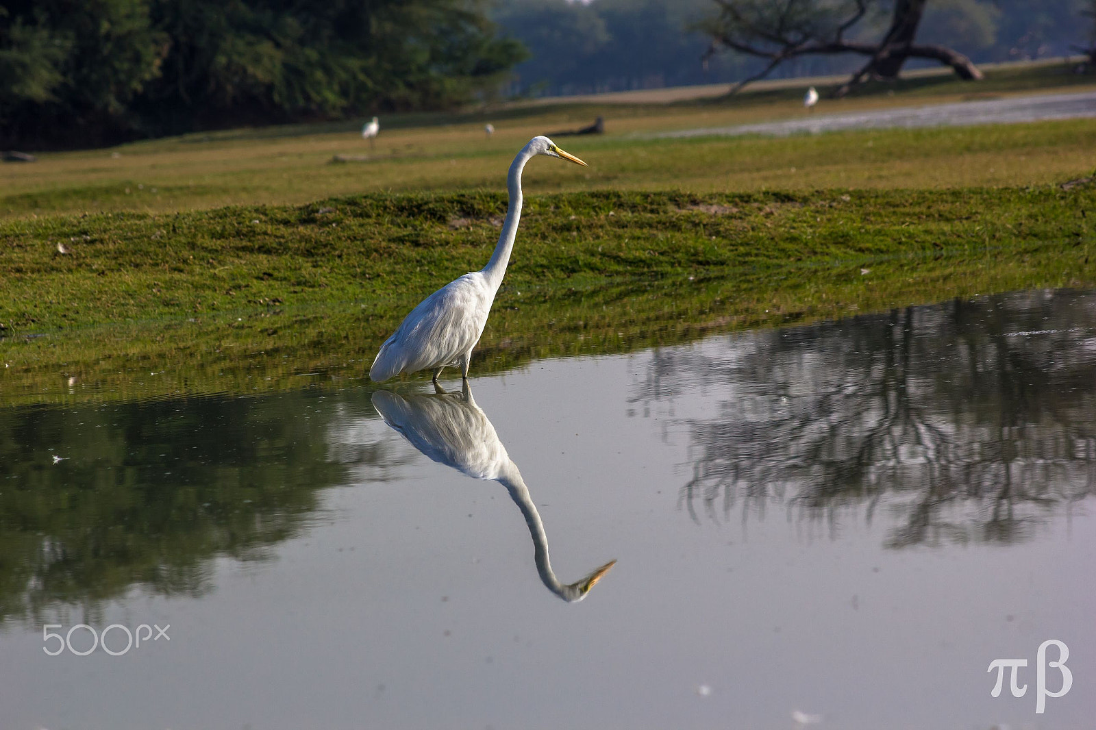 Canon EOS 550D (EOS Rebel T2i / EOS Kiss X4) sample photo. White heron photography