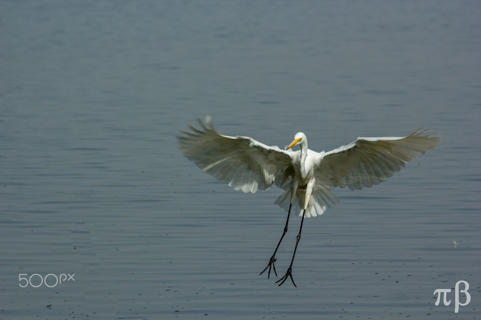 Canon EOS 550D (EOS Rebel T2i / EOS Kiss X4) + EF75-300mm f/4-5.6 sample photo. White heron photography