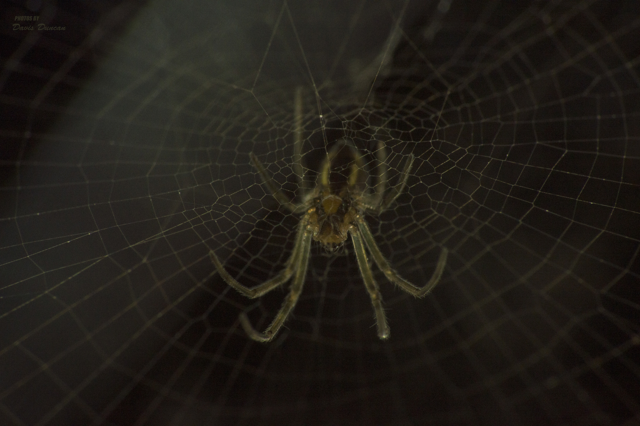 Nikon D3200 sample photo. Araña photography