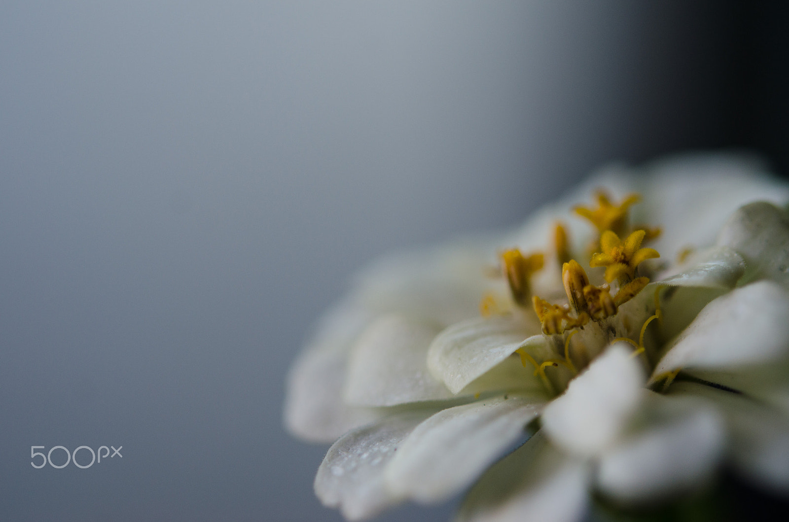 Nikon AF-S Micro-Nikkor 60mm F2.8G ED sample photo. Dsc photography
