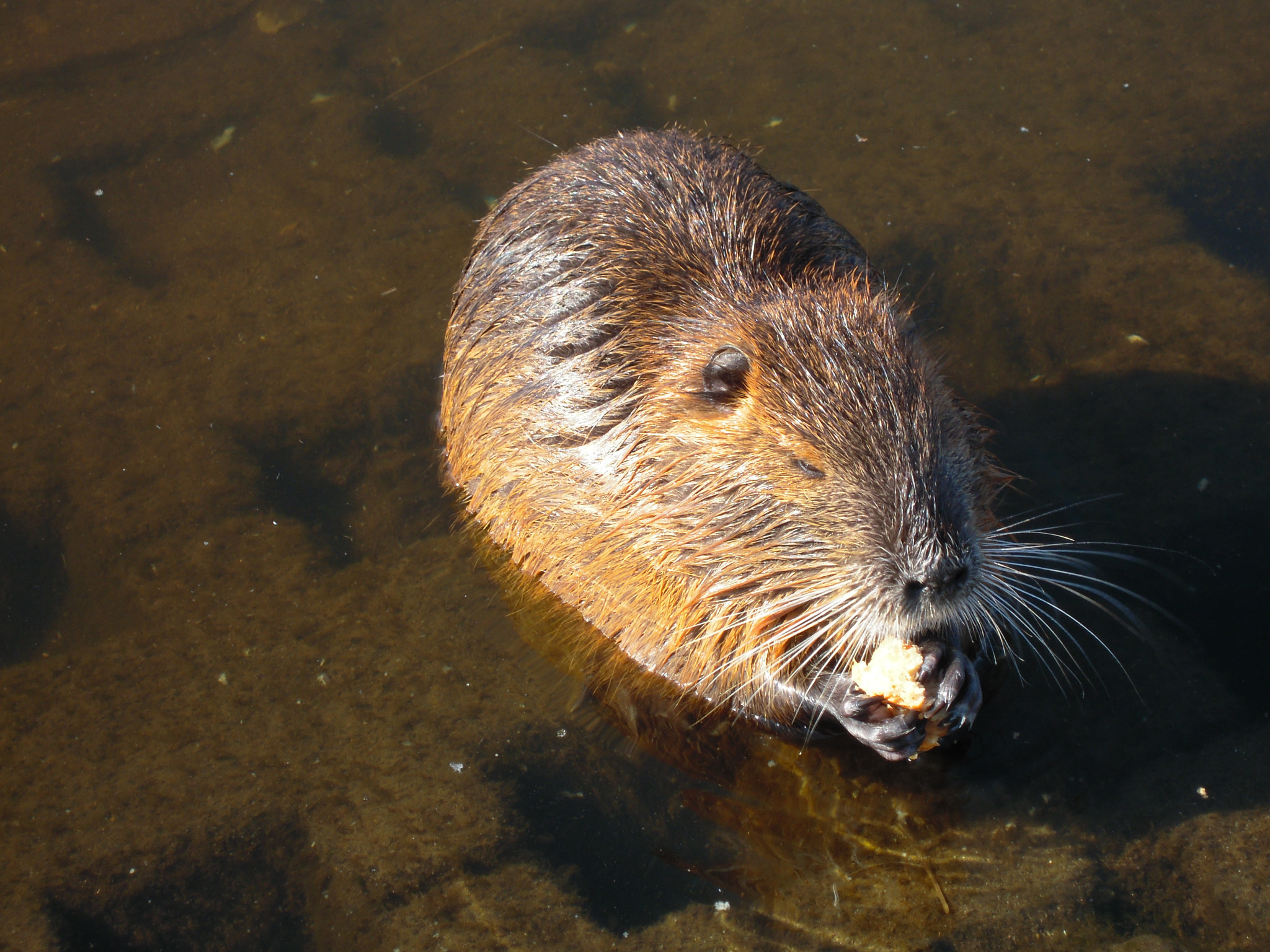 Nikon Coolpix S620 sample photo. Vltava river fauna photography