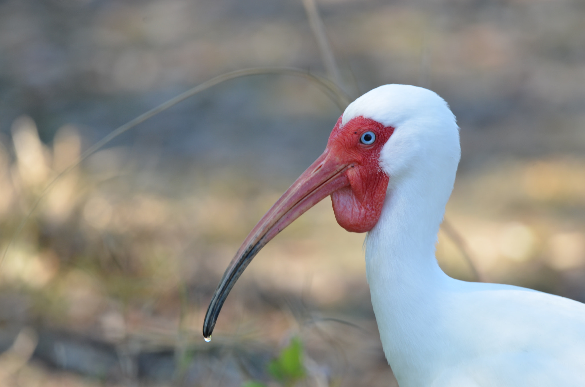 Nikon D7000 + Sigma 150-600mm F5-6.3 DG OS HSM | C sample photo. White ibis photography