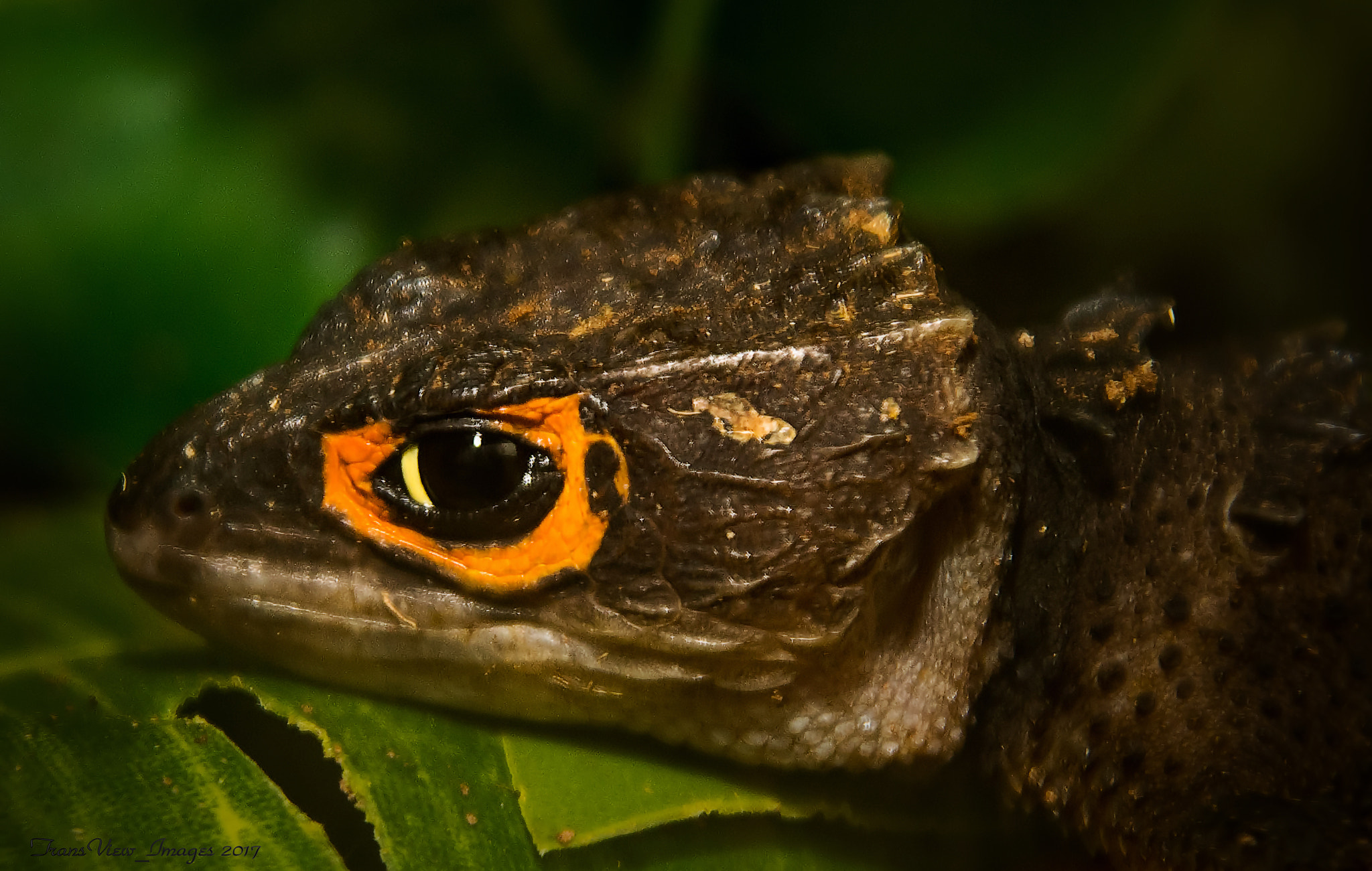 Nikon D500 sample photo. Fancy lizard photography