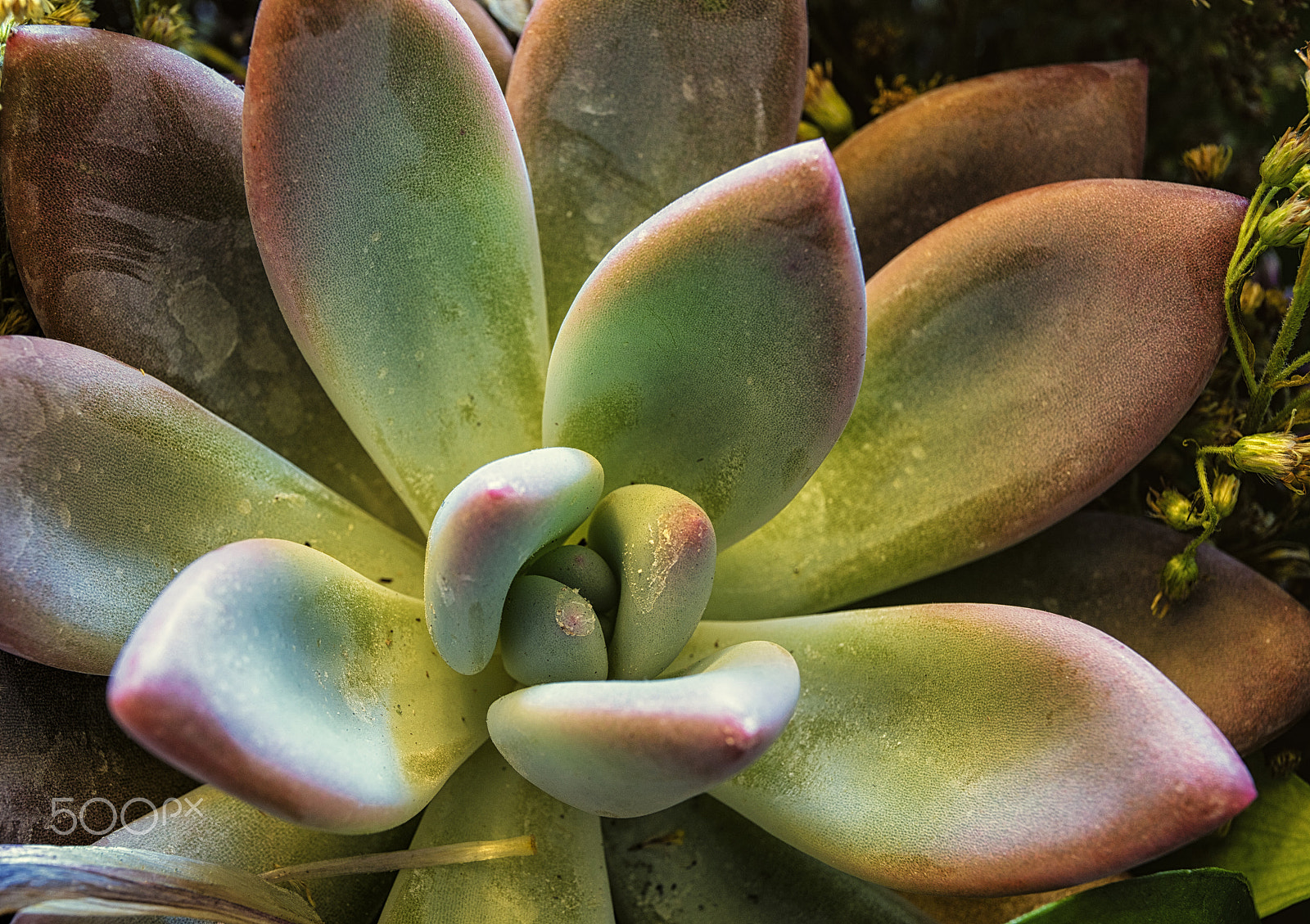 Canon EOS 5DS R + Canon EF 24-70mm F4L IS USM sample photo. Succulent photography