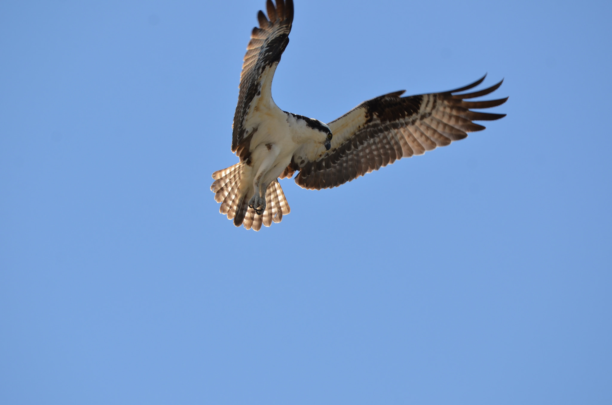 Sigma 150-600mm F5-6.3 DG OS HSM | C sample photo. Spotting dinner photography