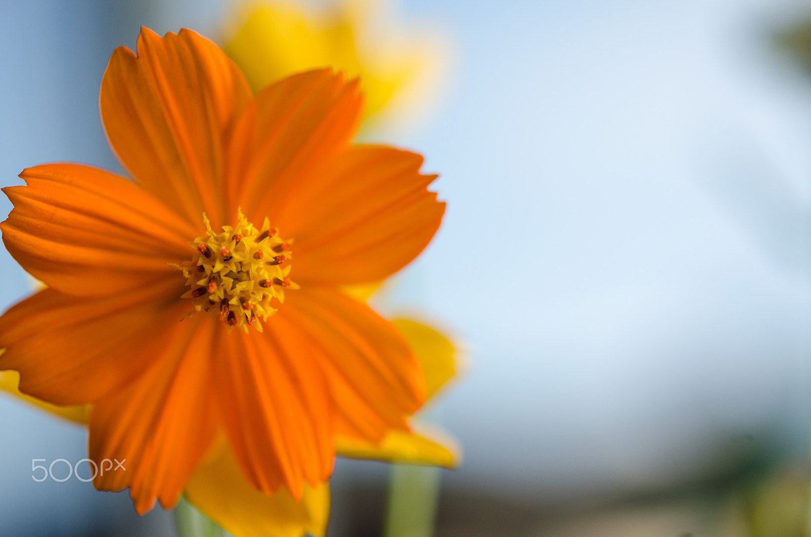 Nikon AF-S Micro-Nikkor 60mm F2.8G ED sample photo. Dsc photography