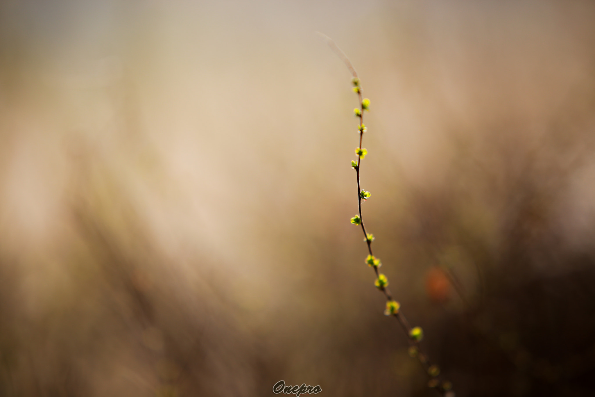 Canon EF 70-200mm F2.8L IS USM sample photo. Onepro - 봄이 온다2 (spring is coming2) photography