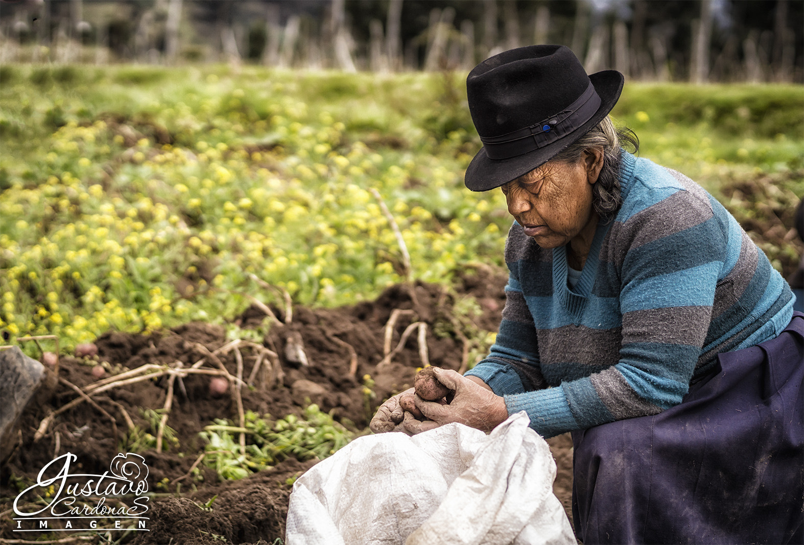 Sony 50mm F1.4 sample photo. Cosecha de papa photography