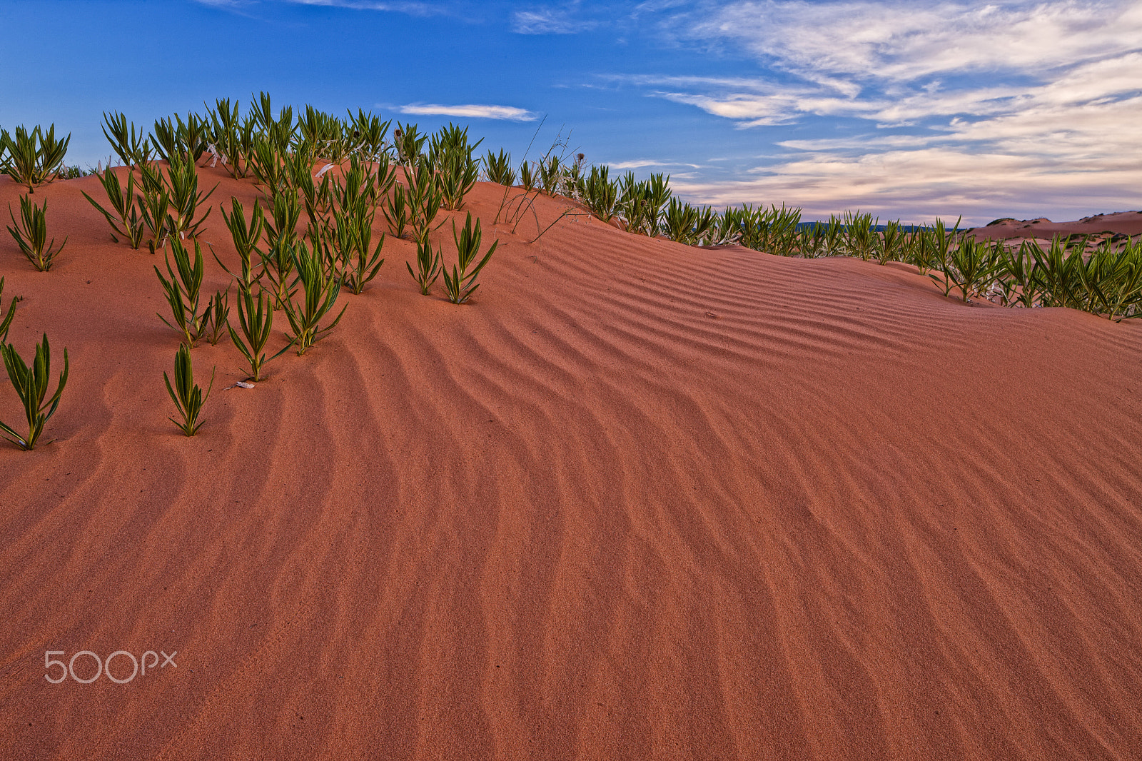 Canon EOS-1Ds Mark III + Canon TS-E 24.0mm f/3.5 L II sample photo. Coralpink photography