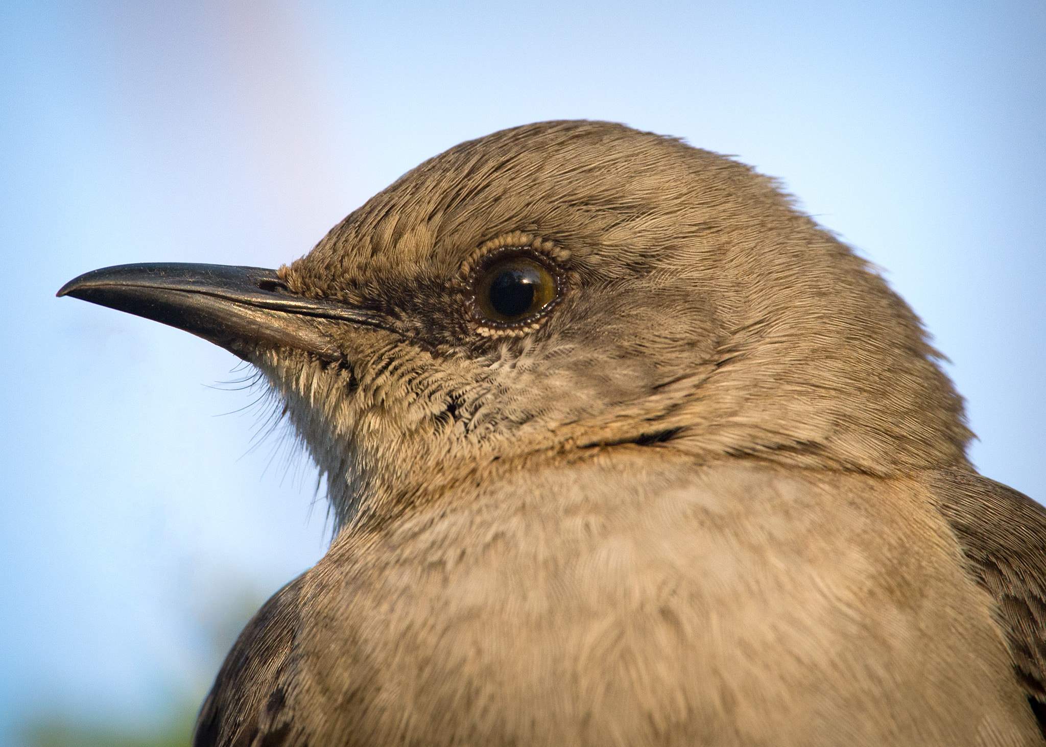 Nikon Nikkor AF-S 300mm F4E PF ED VR sample photo. Not so classic pose photography