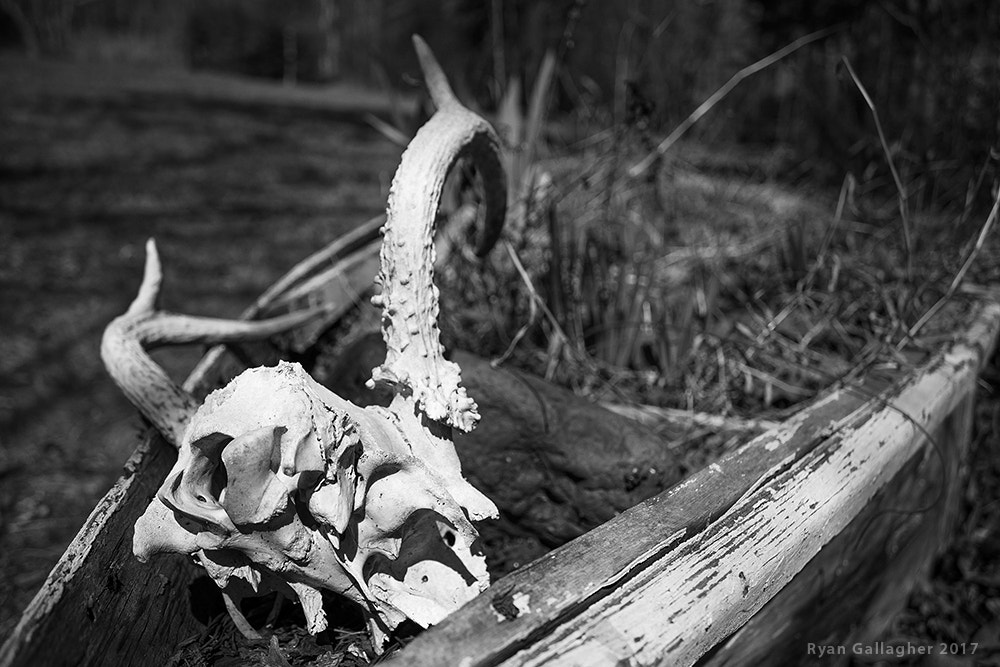 Canon EF-S 18-55mm F3.5-5.6 IS sample photo. A shipwrecked skull photography