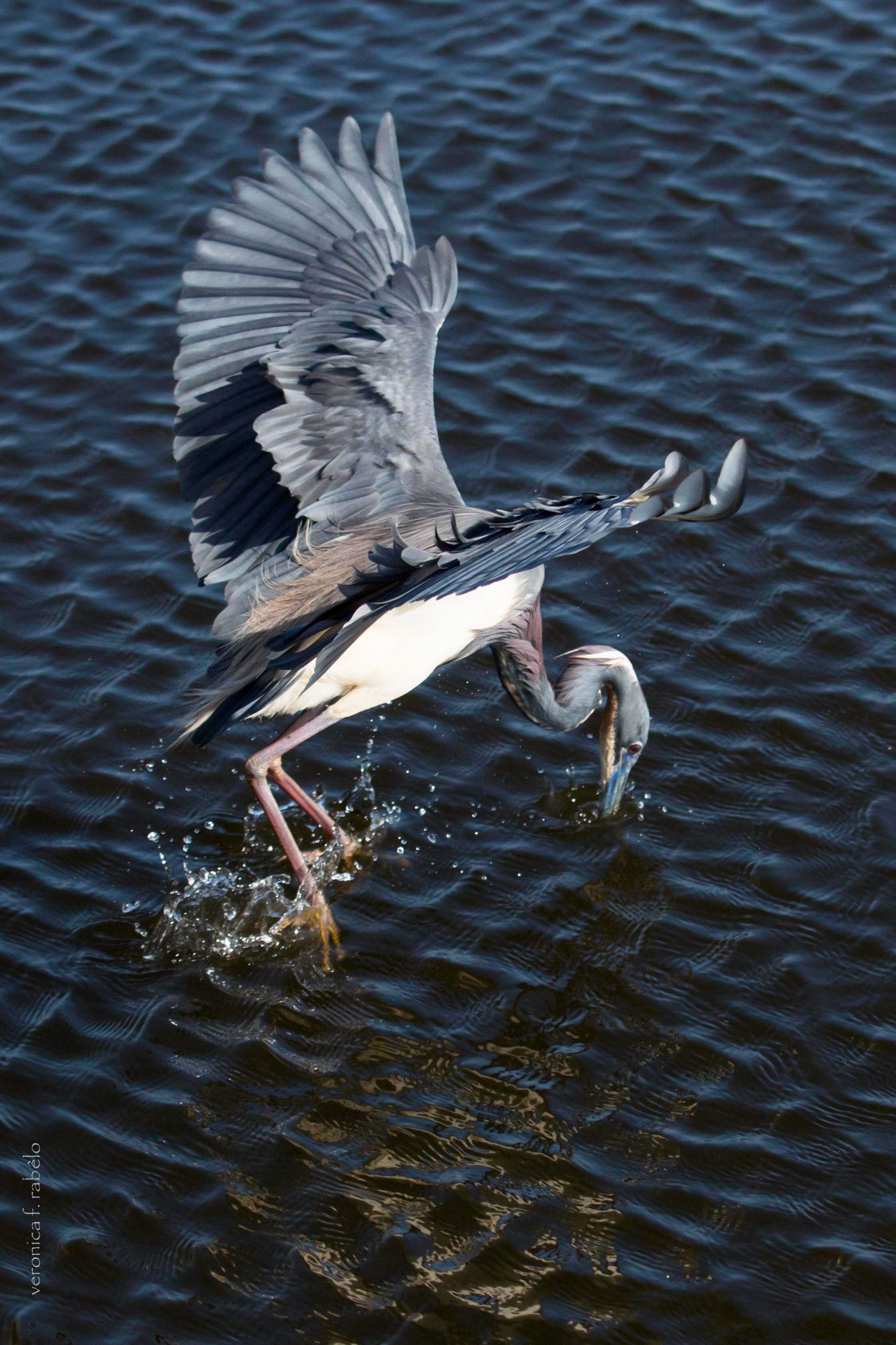 Canon EF 70-200mm F2.8L USM sample photo. Little blue heron photography