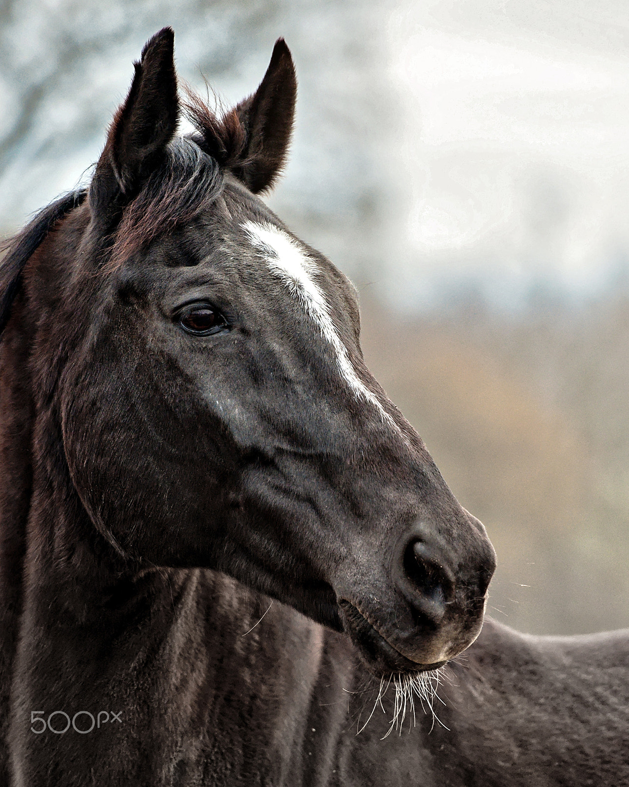 Nikon AF-S Nikkor 70-200mm F2.8G ED VR II sample photo. Portrait of jesse photography