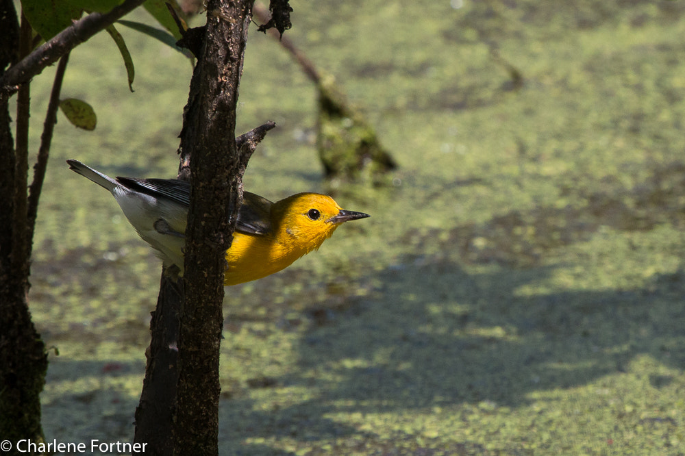 Canon EF 100-400mm F4.5-5.6L IS USM sample photo. Prothonotary warbler photography