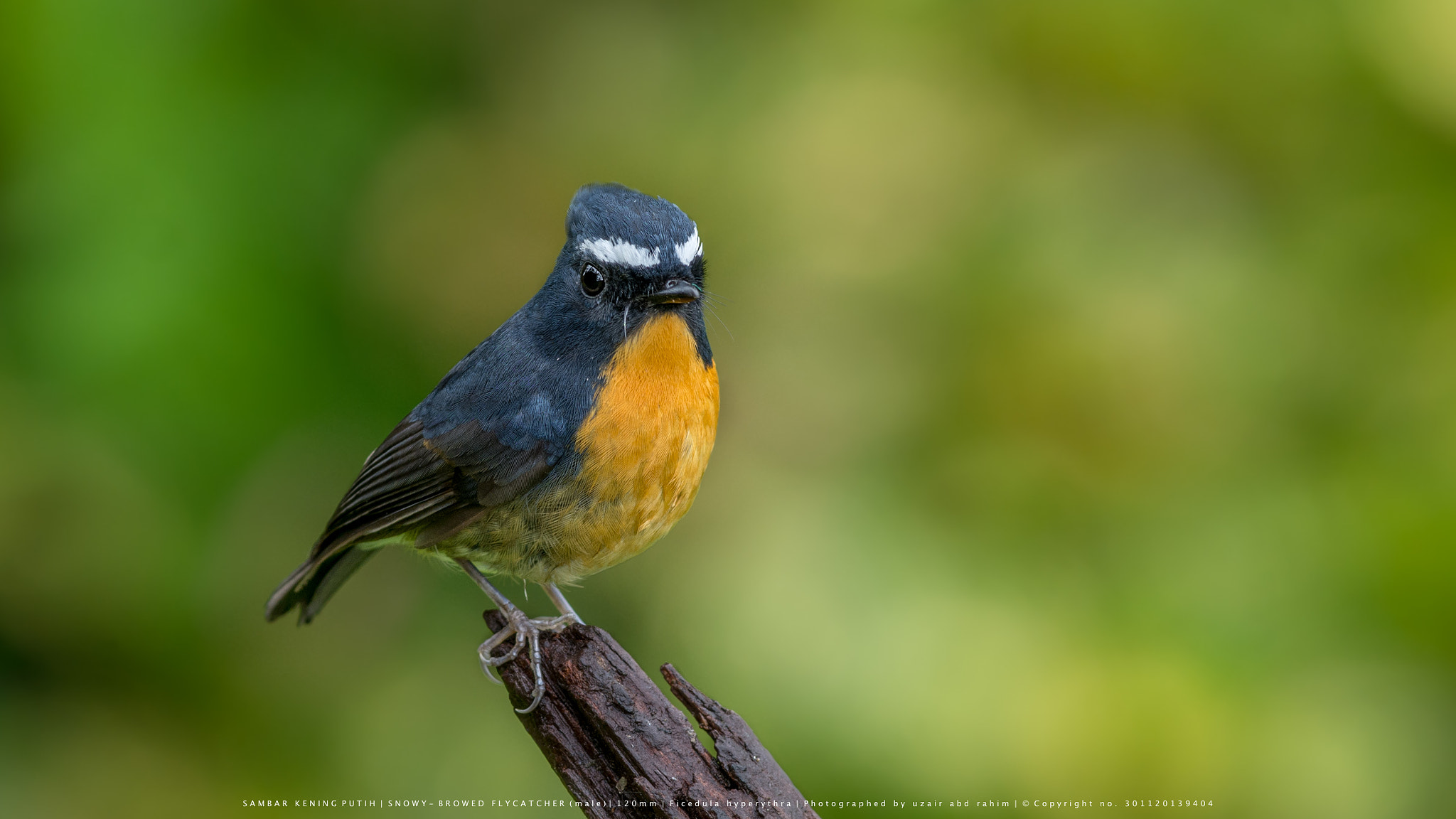 Nikon AF-S Nikkor 300mm F2.8G ED VR II sample photo. Male snowy-browed flycatcher photography