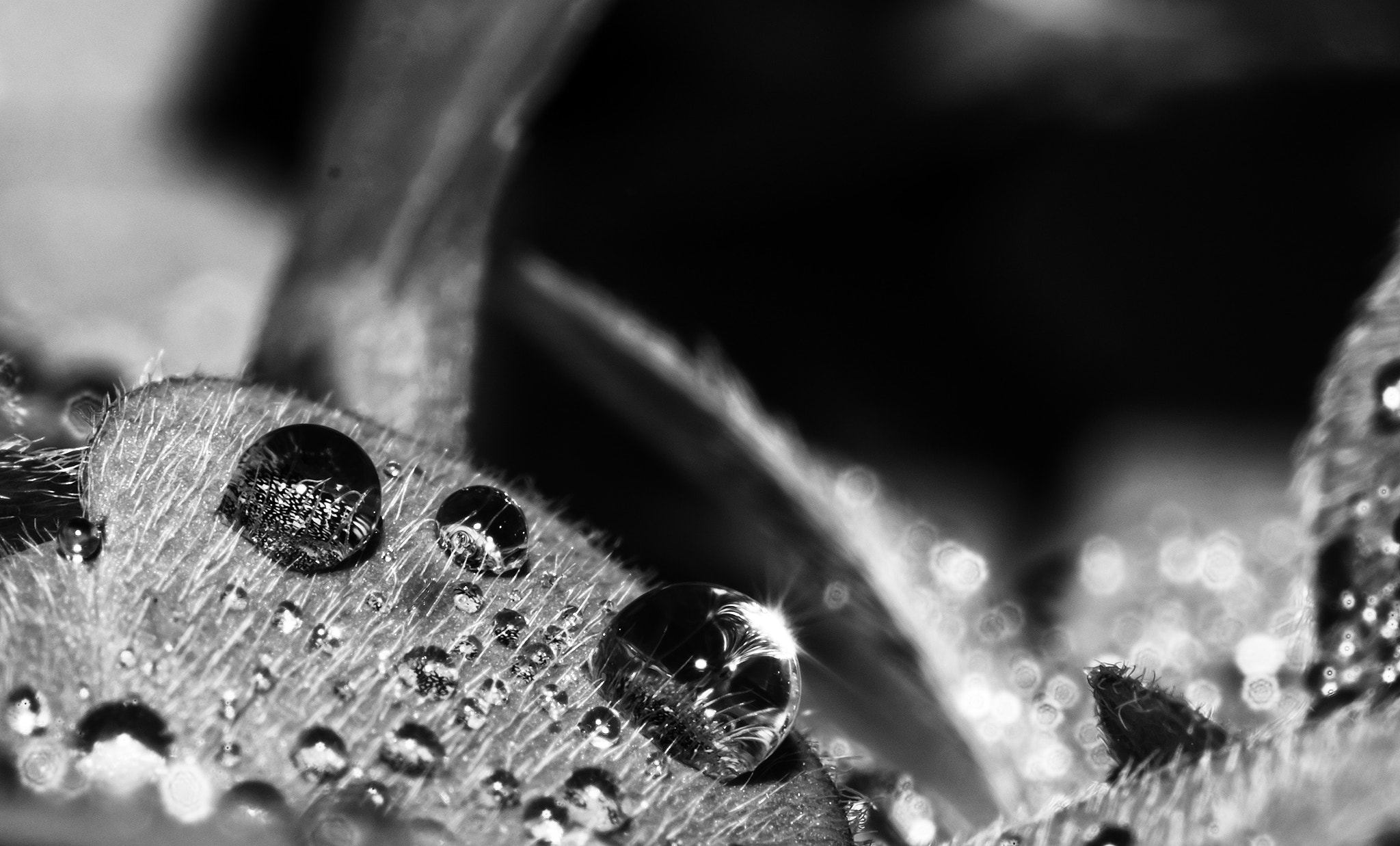 Olympus M.Zuiko Digital ED 60mm F2.8 Macro sample photo. Drops photography