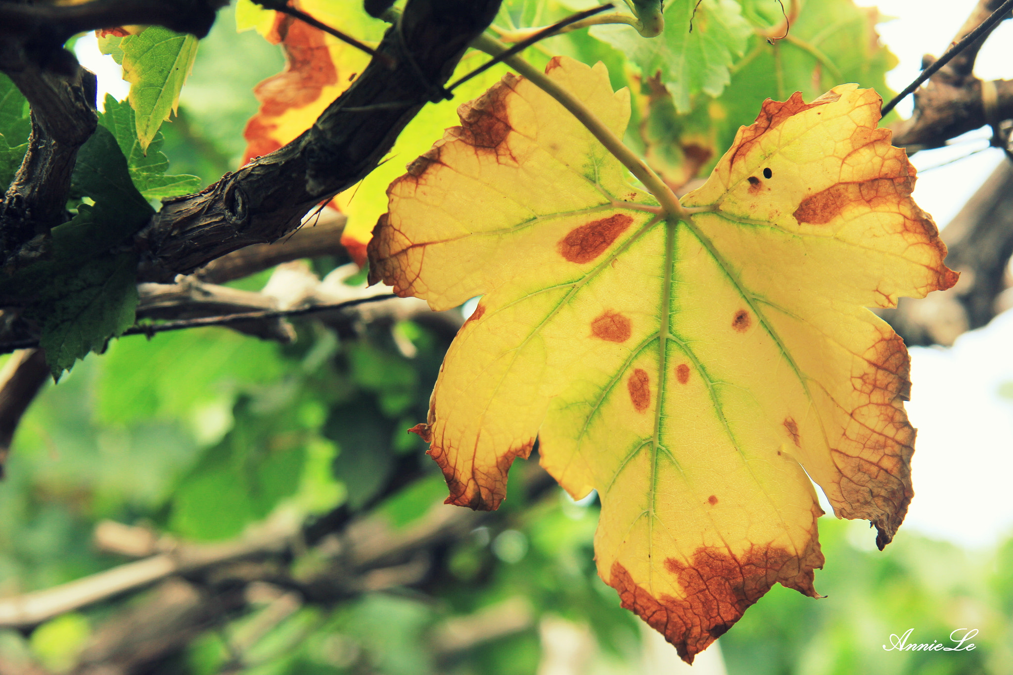 Canon EOS 60D sample photo. The last leaf of spring photography