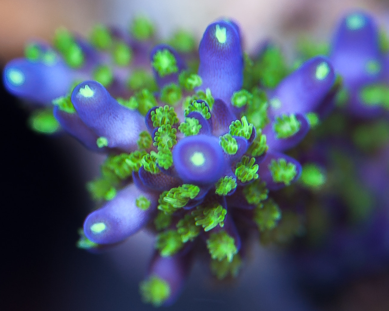 Nikon AF-S Micro-Nikkor 105mm F2.8G IF-ED VR sample photo. Hard coral photography