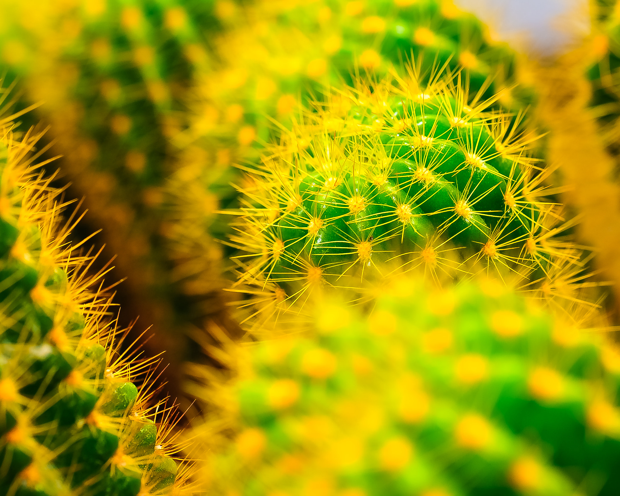 Nikon AF-S Micro-Nikkor 105mm F2.8G IF-ED VR sample photo. Cacti photography