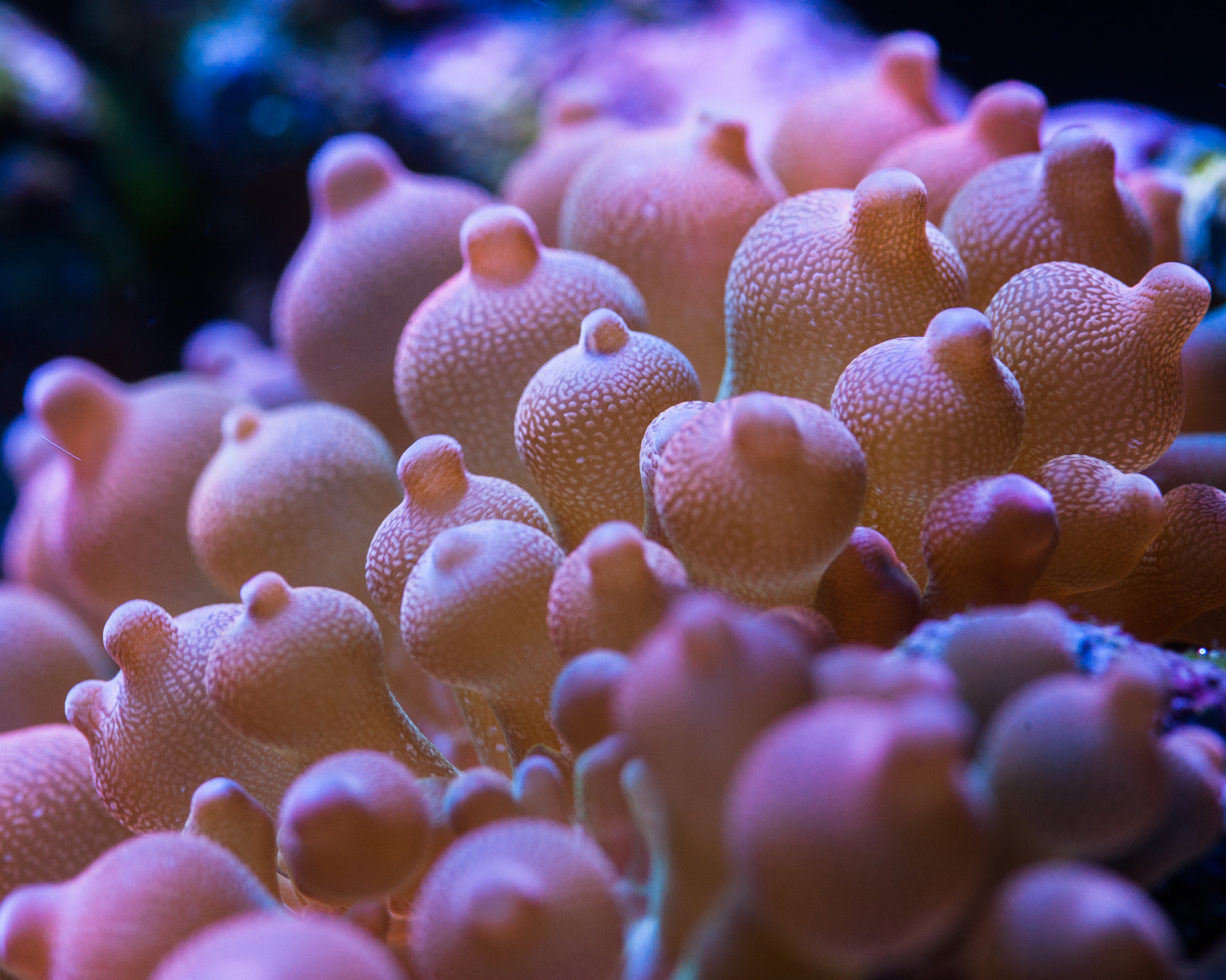 Nikon D700 sample photo. Sea anemone photography