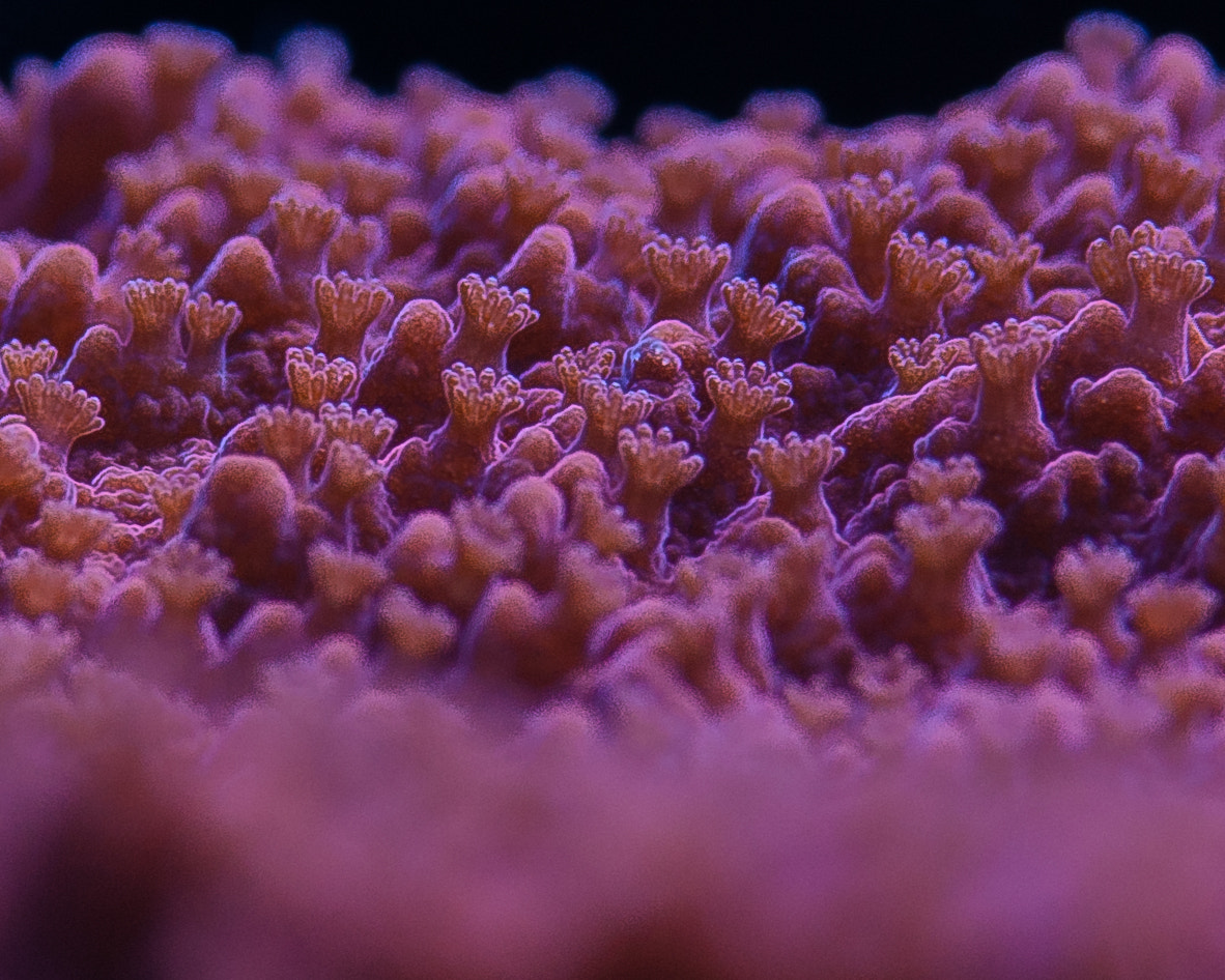 Nikon D700 sample photo. Hard coral photography