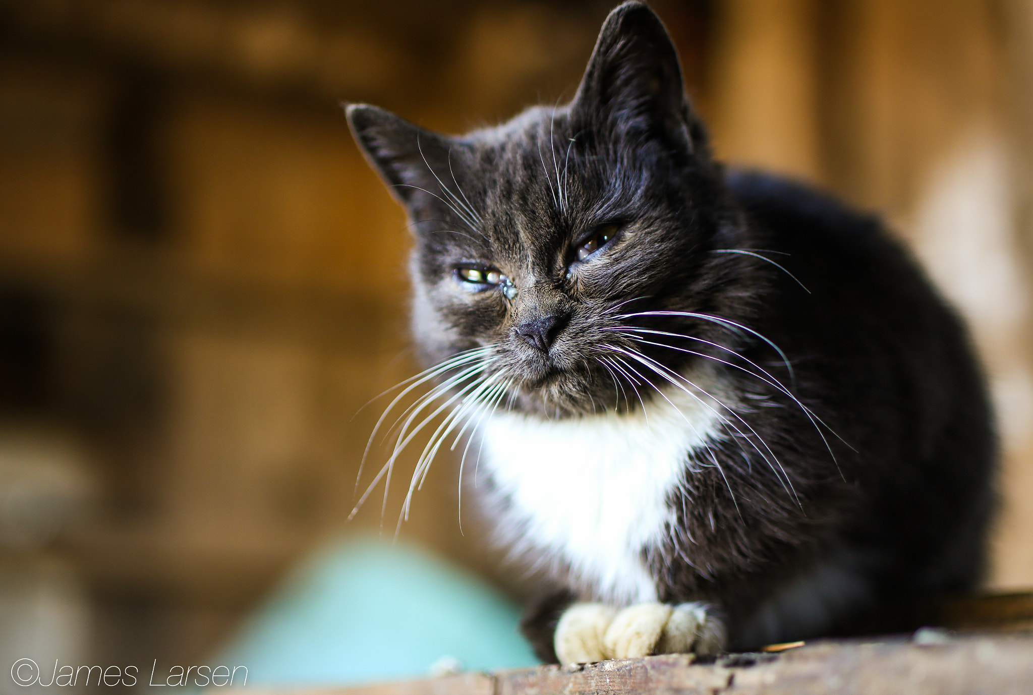 Tamron SP 45mm F1.8 Di VC USD sample photo. Cute kitten in barn photography