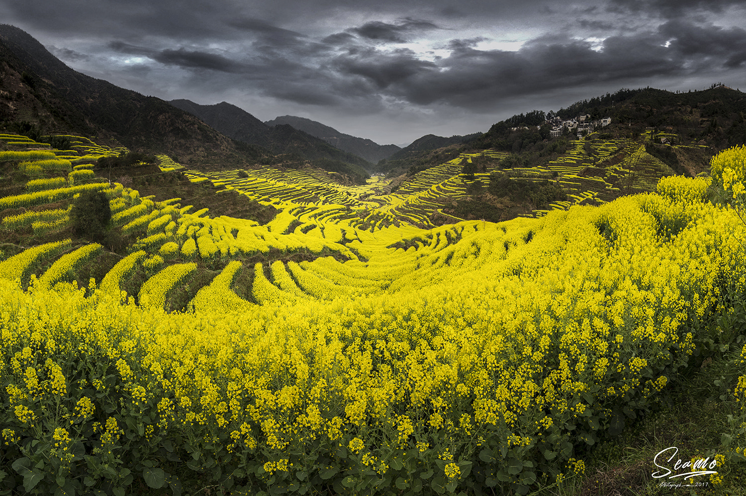 Canon EOS 6D sample photo. Flower sea photography