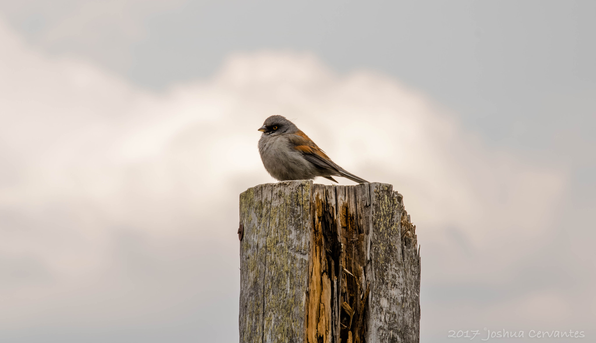 Canon EF-S 55-250mm F4-5.6 IS STM sample photo. Beauty in feathers photography