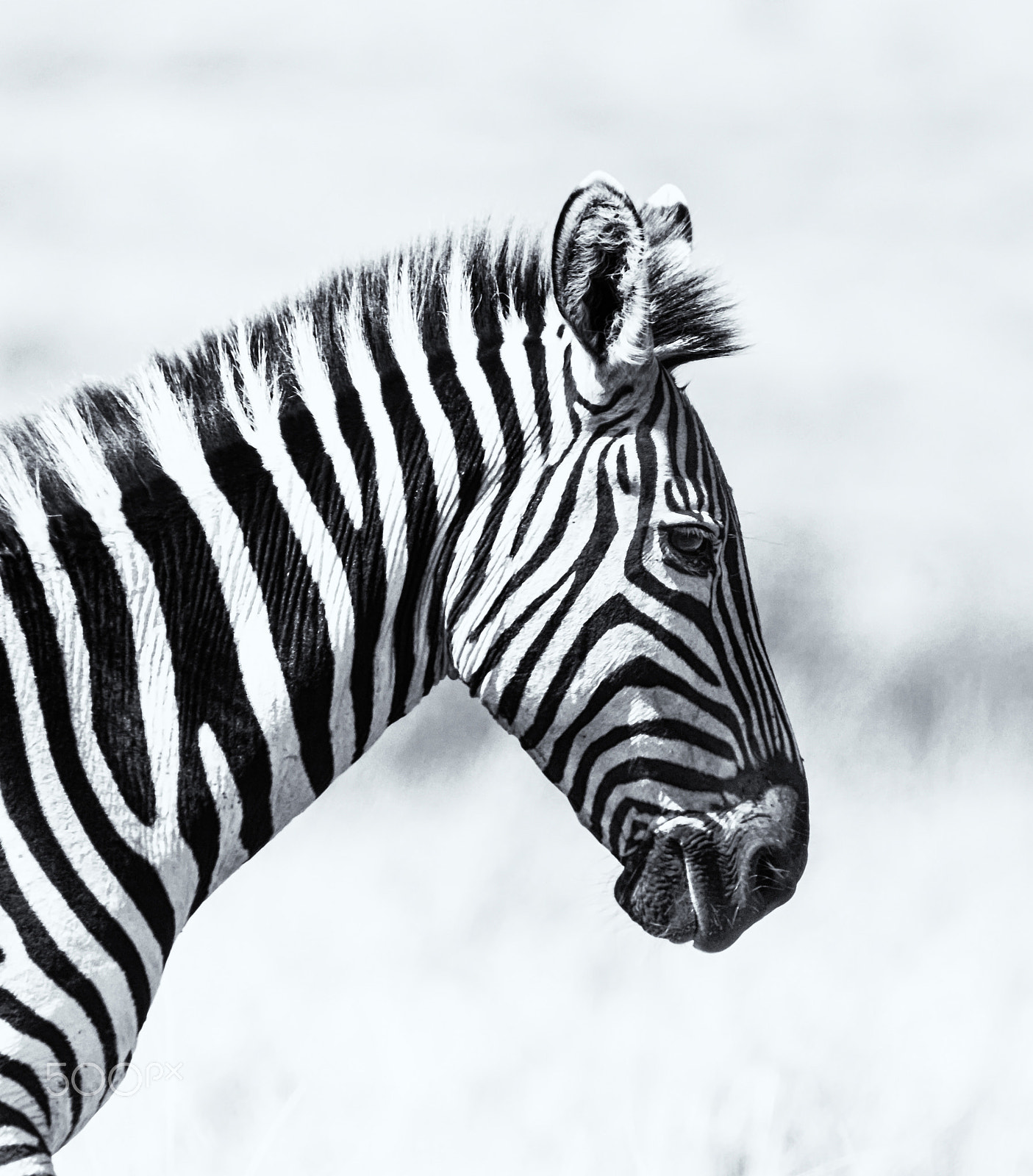 Canon EOS 7D sample photo. Profile of a zebra photography