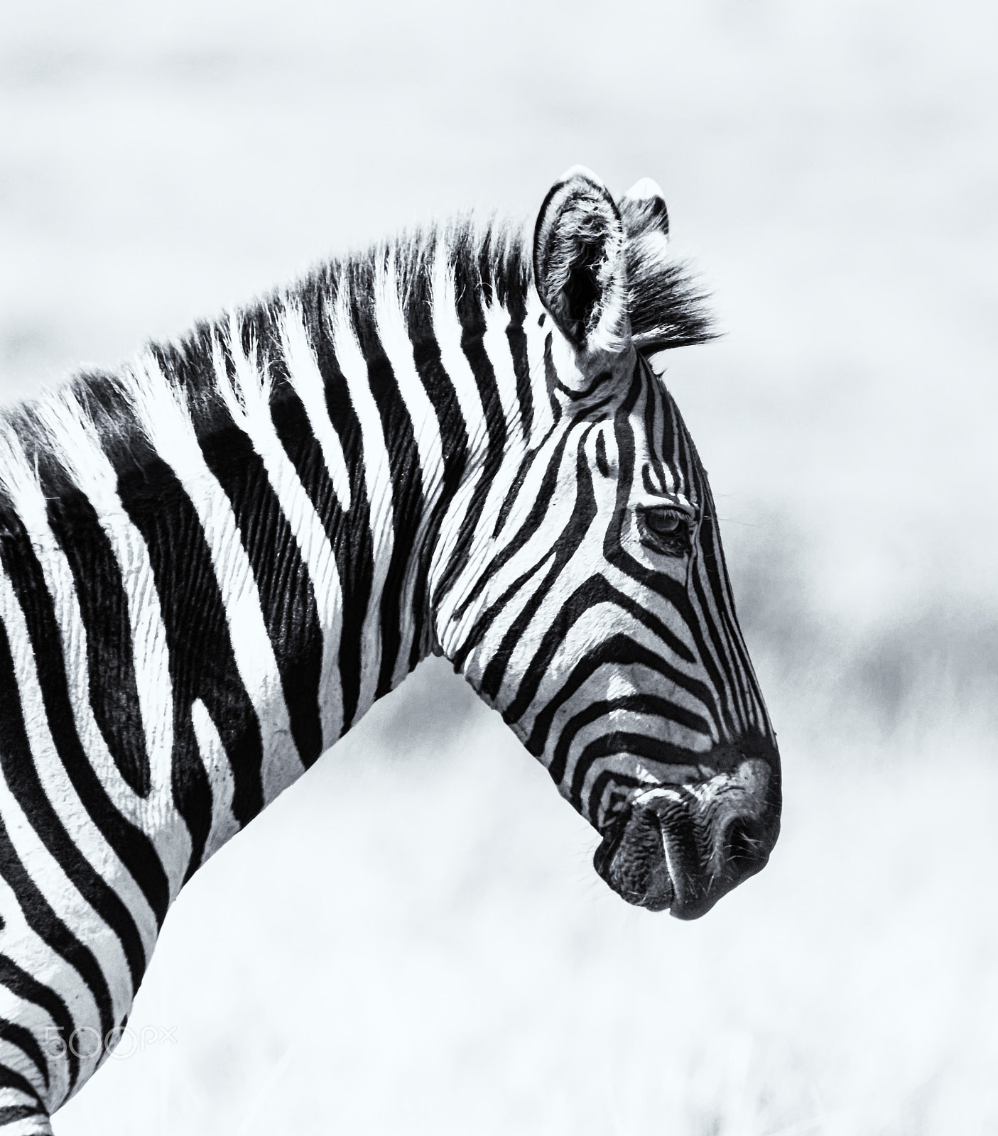 Tamron SP 150-600mm F5-6.3 Di VC USD sample photo. Profile of a zebra photography