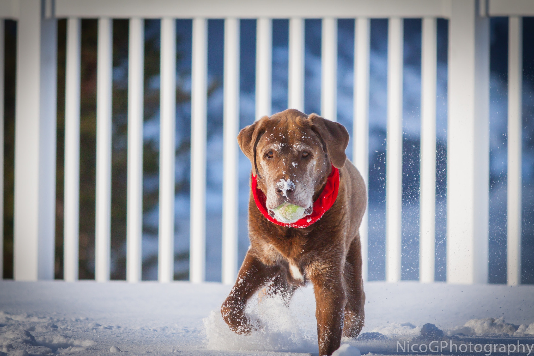 Canon EOS 50D sample photo. Pups in the snow photography