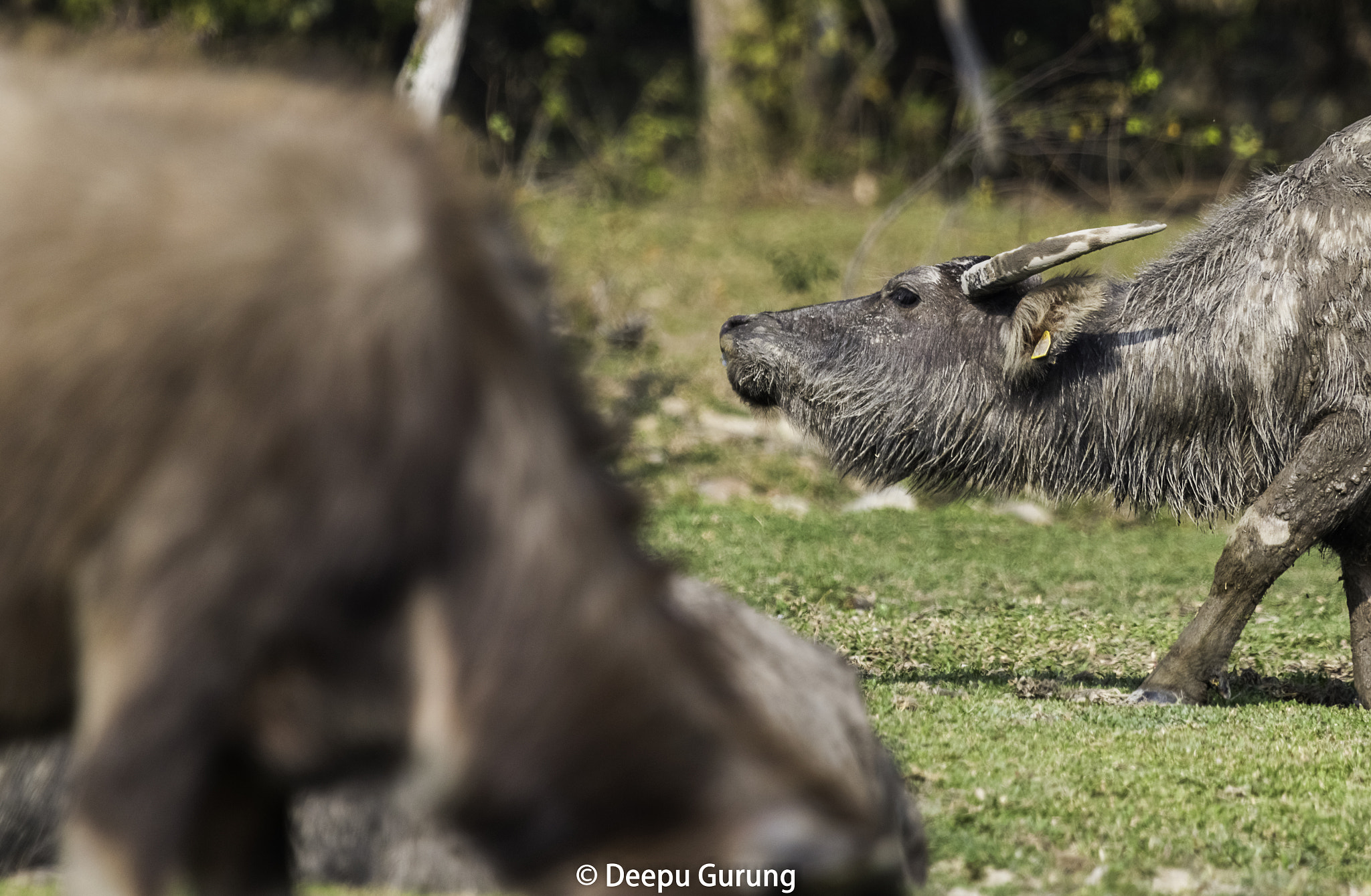 Canon EOS 70D + Canon EF 100-400mm F4.5-5.6L IS USM sample photo. Muddy photography