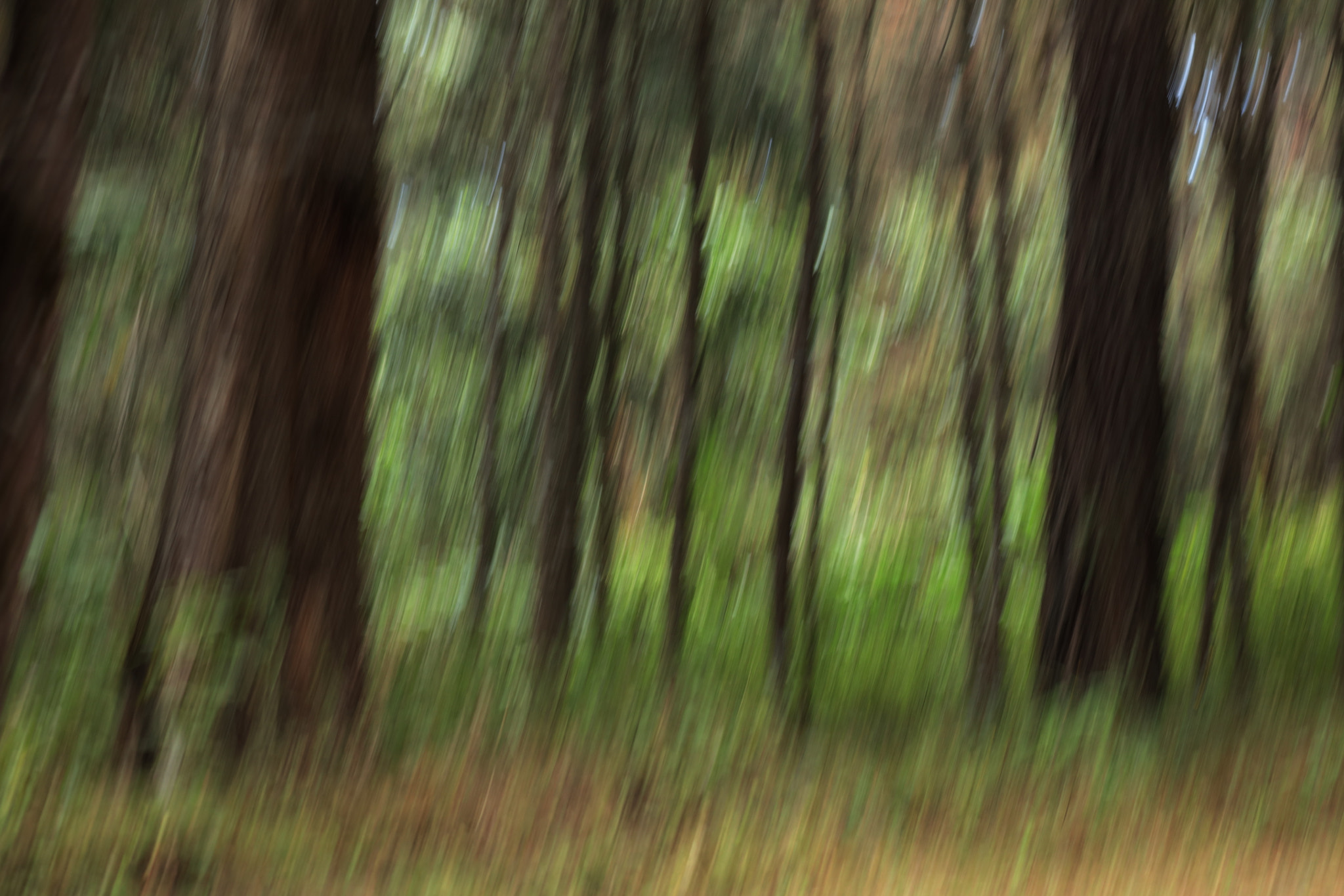 Canon EOS 5DS R sample photo. The warmth of the forest bewitched me forever. photography