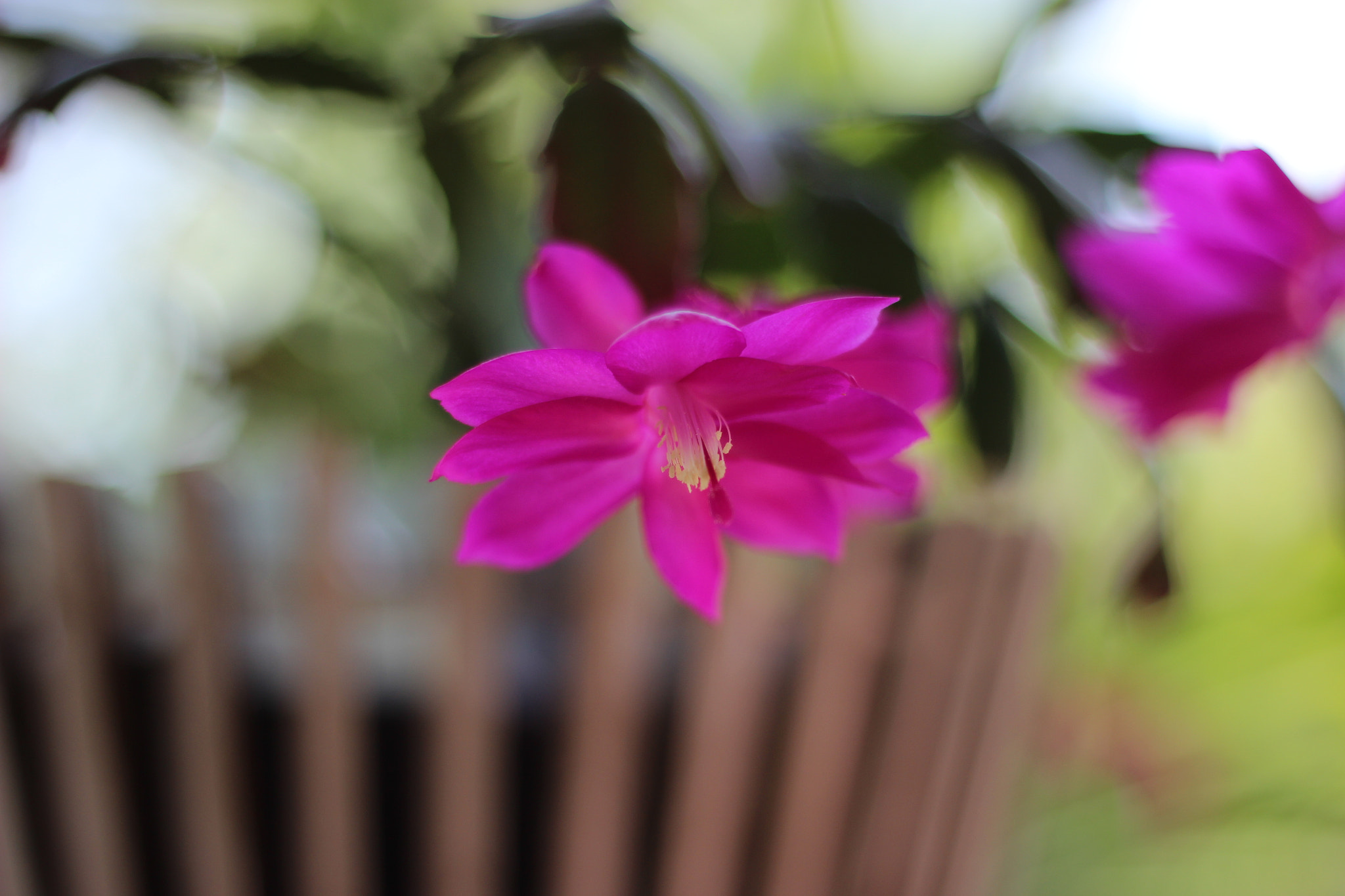 Canon EOS 600D (Rebel EOS T3i / EOS Kiss X5) sample photo. Img photography