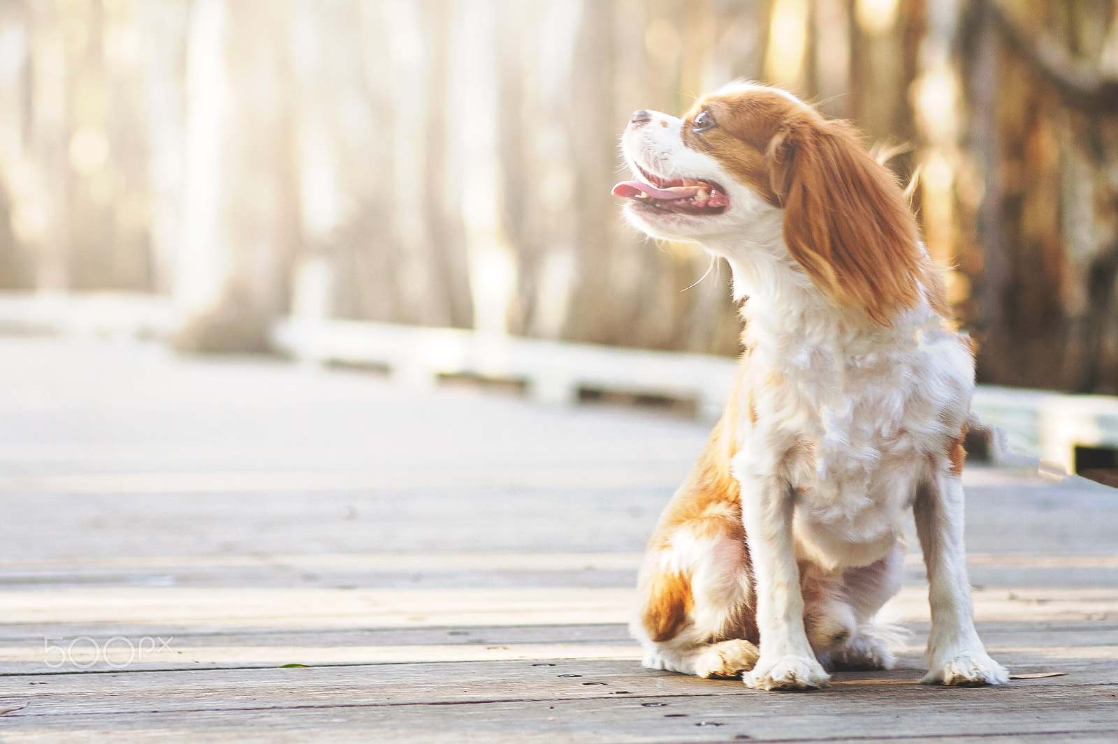 Canon EOS 7D + Canon EF 85mm F1.2L II USM sample photo. Kobe photography