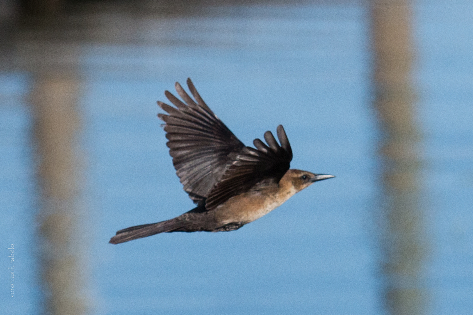 Canon EOS 70D sample photo. Freedom (boat-tailed grackle/ female) photography