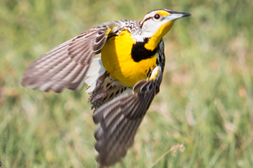 Canon EF 70-200mm F2.8L USM sample photo. Eastern meadowlark, kenansville, fl photography