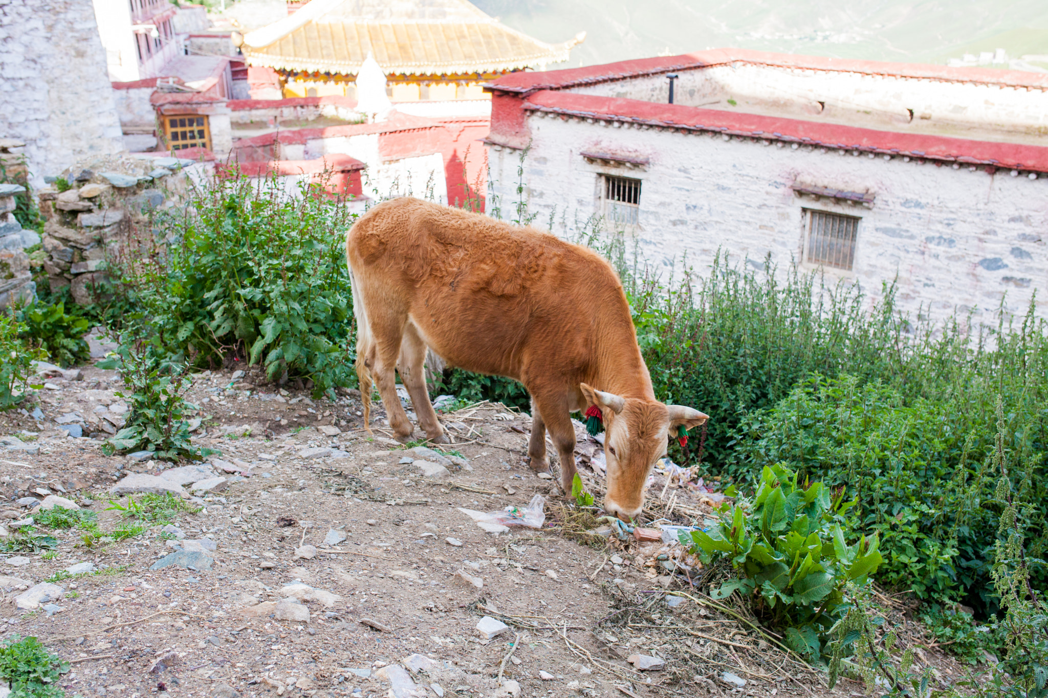 Sigma 35mm F1.4 DG HSM Art sample photo. Tibet photography