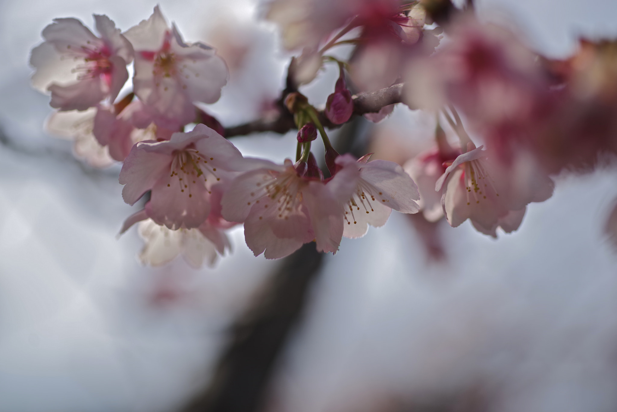 Pentax K-1 sample photo. Cherry blossom photography