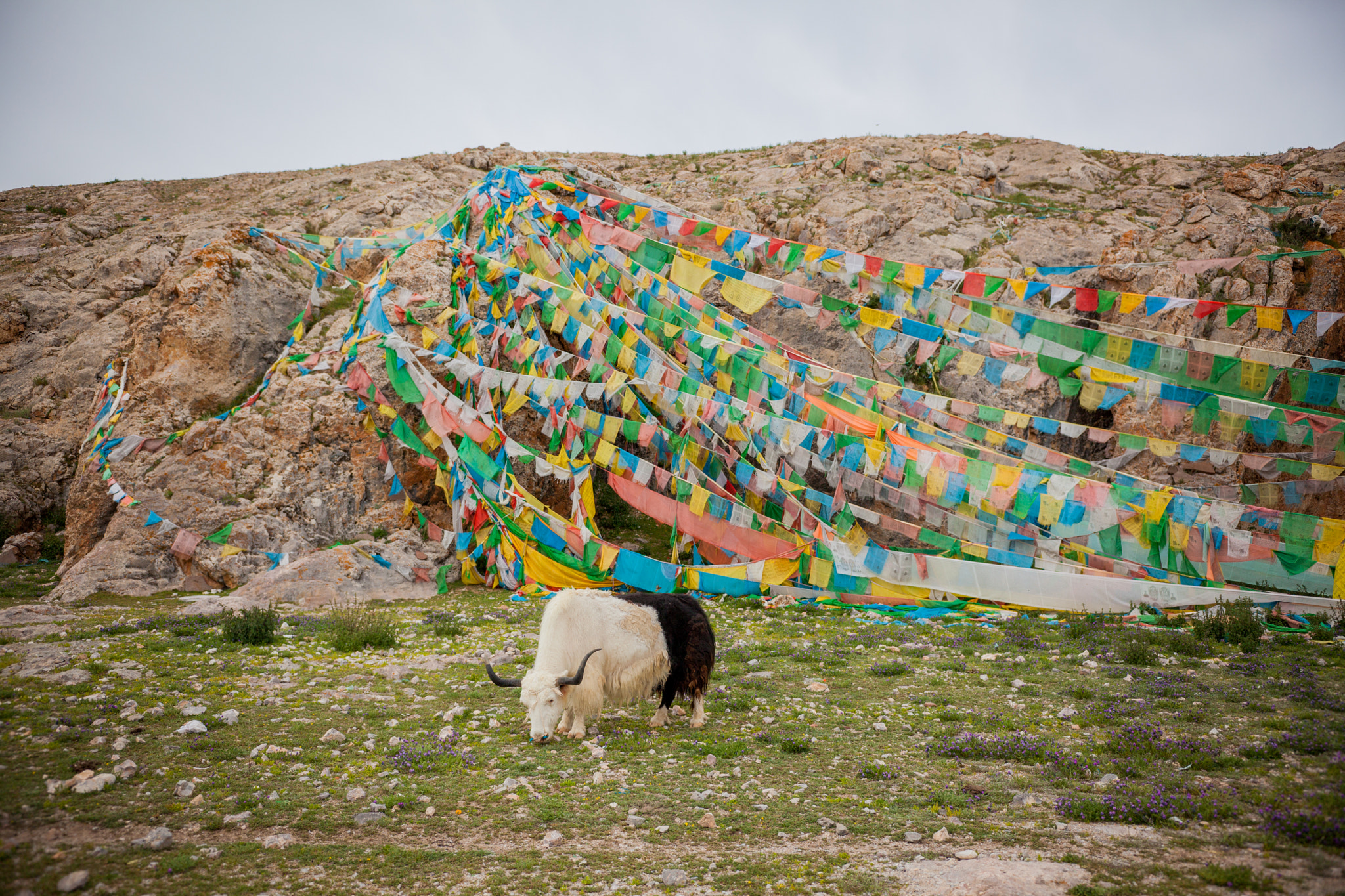 Canon EOS 5D Mark II + Sigma 18-35mm f/1.8 DC HSM sample photo. Tibet photography