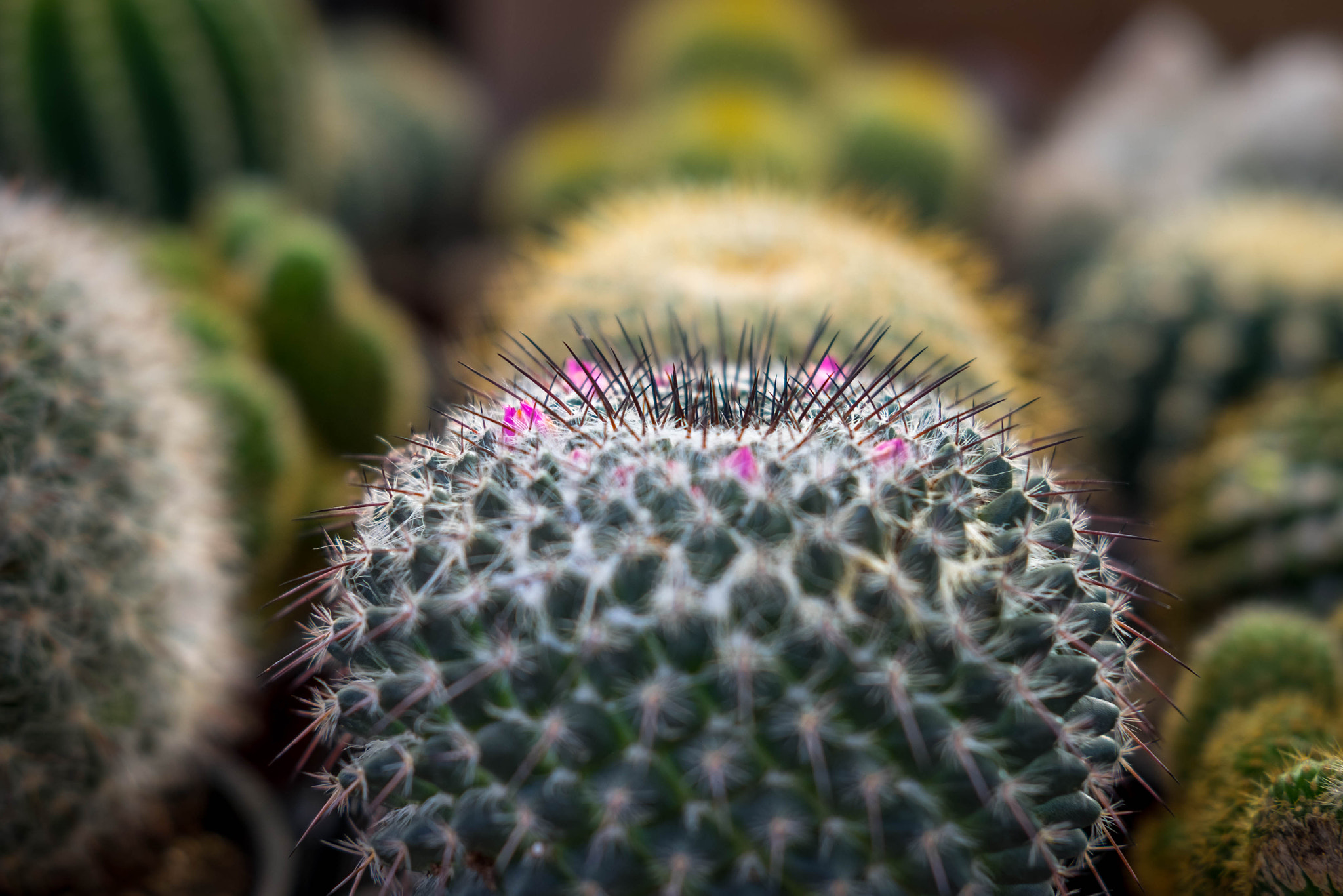 Fujifilm X-T10 sample photo. Cactus photography