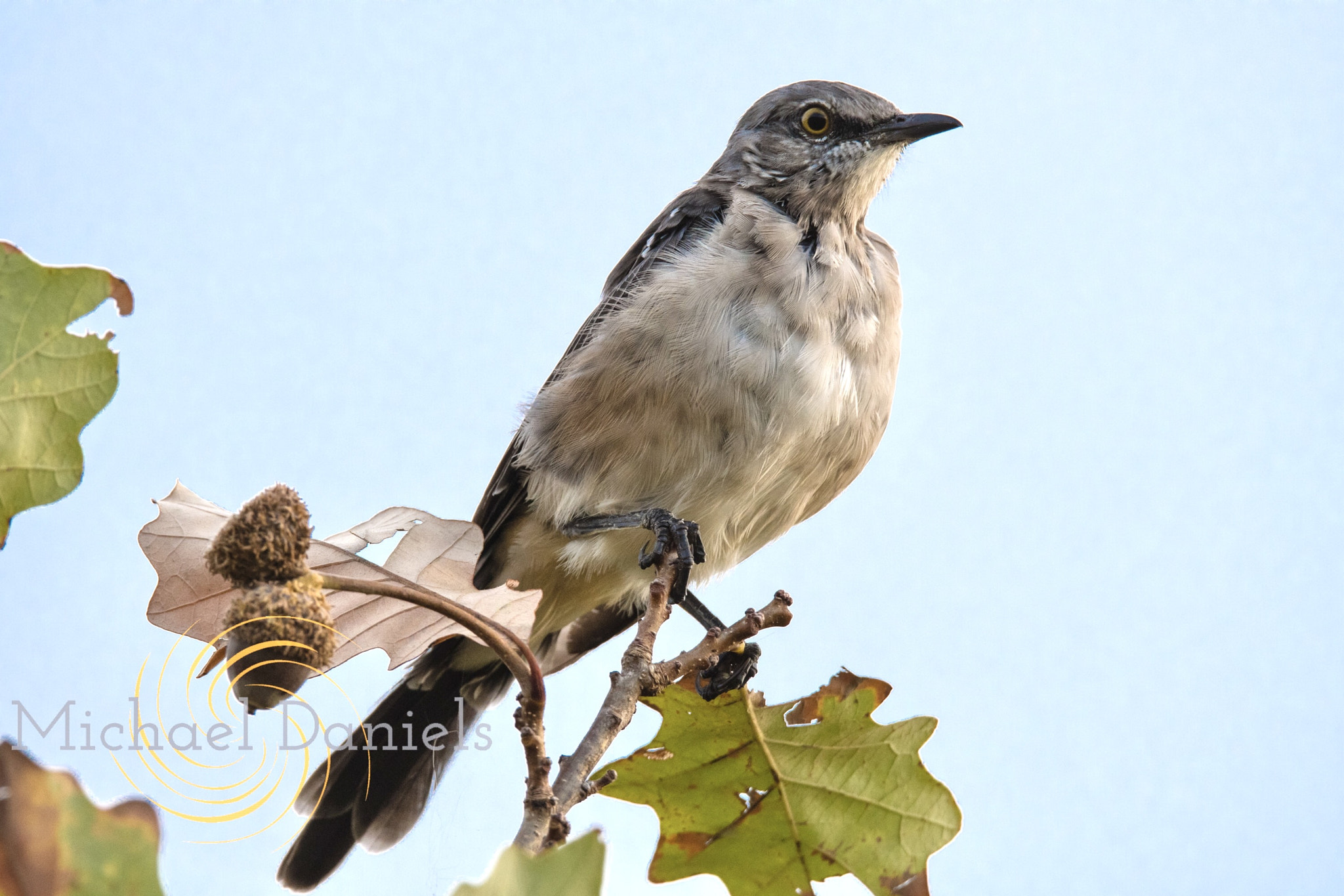 Sigma 150-600mm F5-6.3 DG OS HSM | S sample photo