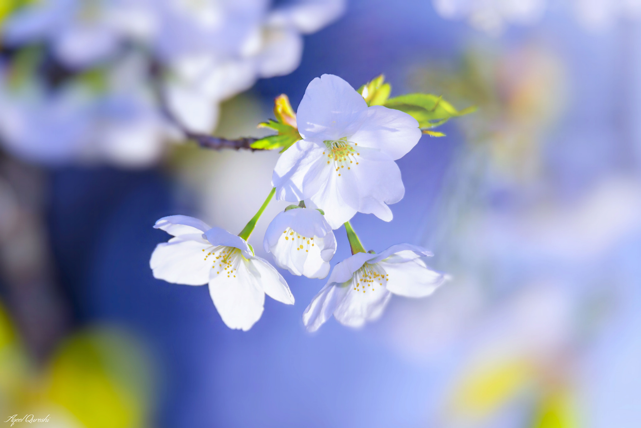 Nikon D810 sample photo. Early bloom 3.24.2017 photography
