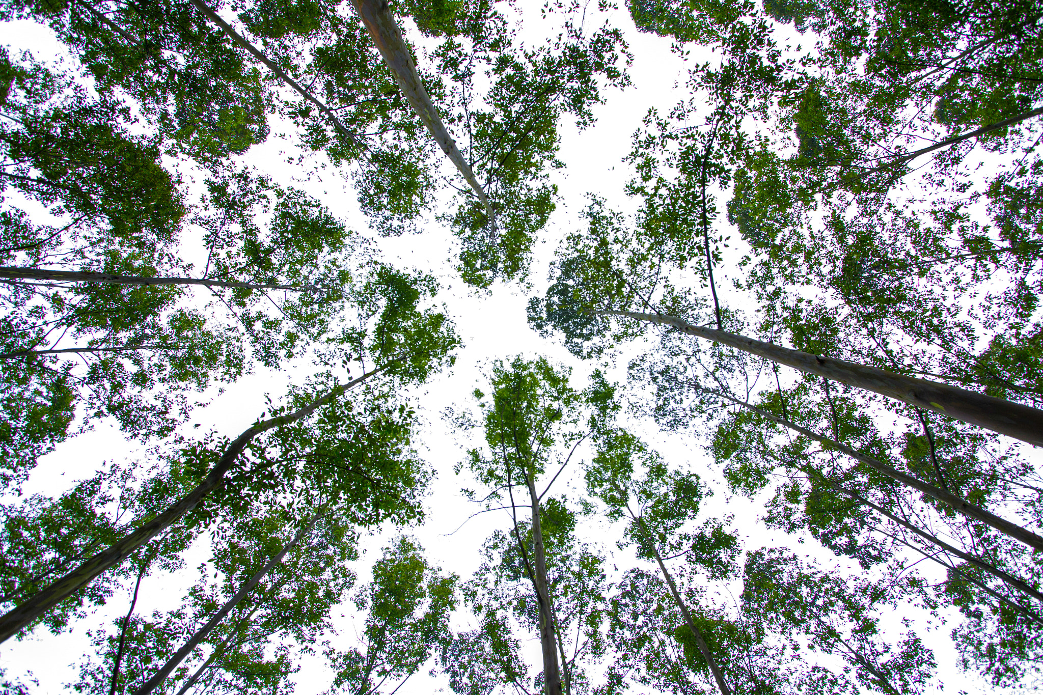 Canon EF-S 10-22mm F3.5-4.5 USM sample photo. Your forest guard photography
