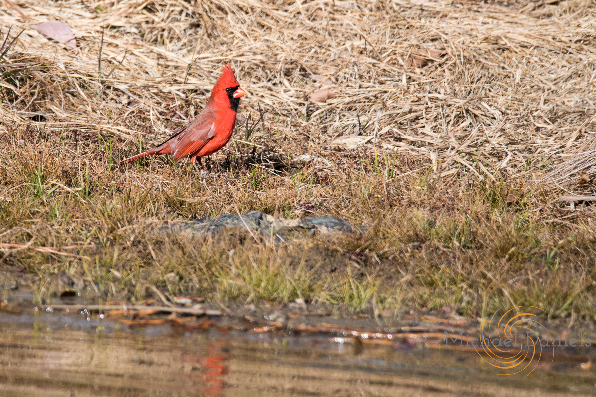 Sigma 150-600mm F5-6.3 DG OS HSM | S sample photo