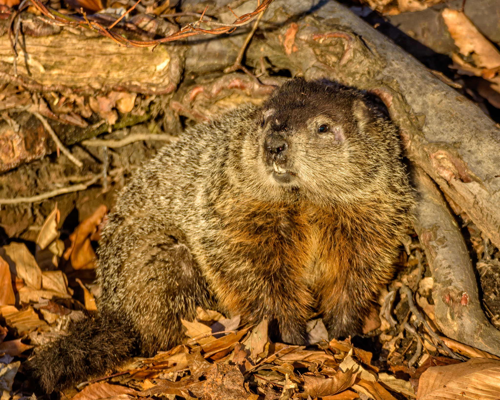 Nikon D7200 sample photo. How many more weeks of winter? photography