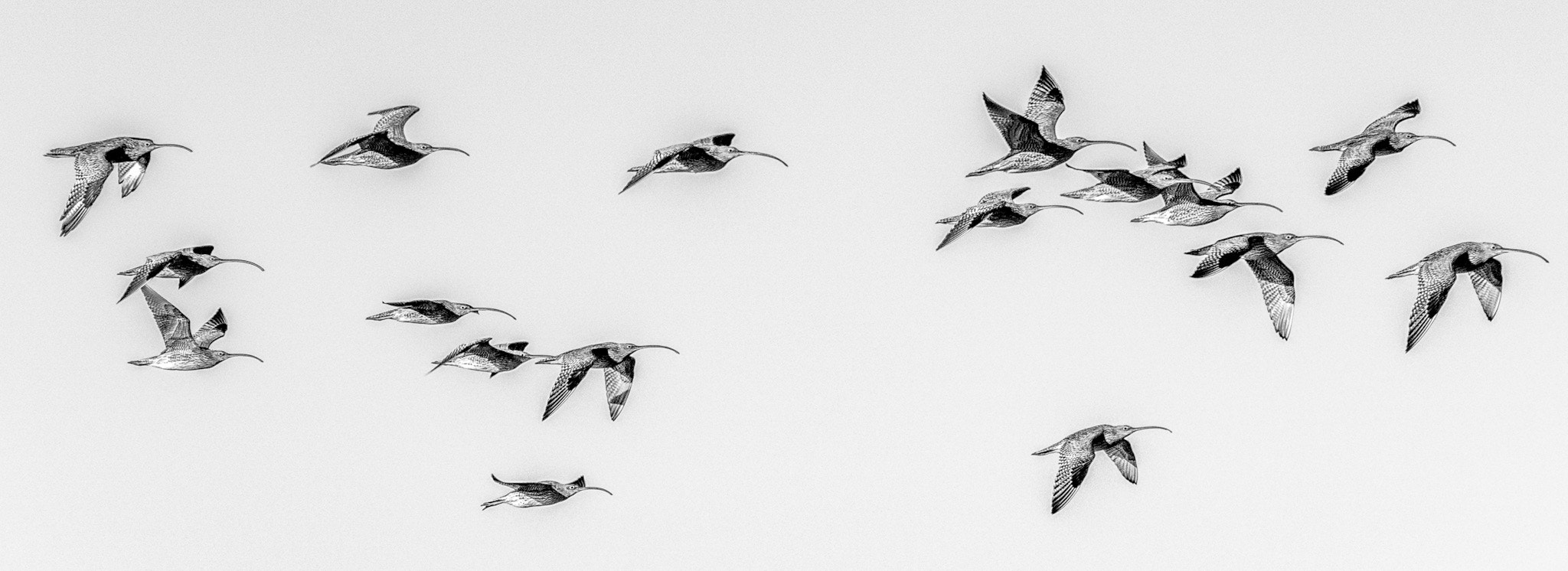 Sony E 18-200mm F3.5-6.3 OSS sample photo. The migrating whimbrel photography